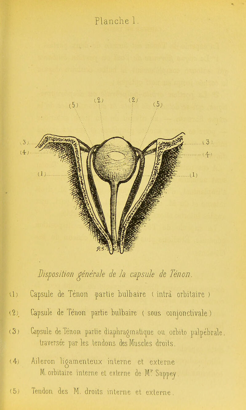 Planche 1 a) (2). (3) (4j Disposition générale de la capsule de Ténon. Capsule de Ténon paTlie bulbaire ( intrà orbitaire ) Capsule de Téuon pailie biilbaiie ( sous conjonclivale ) Capsule de Ténon parlie diaphragrnalique ou orbilo palpébrale, traversée parles tendons des Muscles droits. Aileron ligamenteux interne, et externe M. orbitaire interne et externe de M'' Sappey, f5) Tendon des M, droits interne et externe