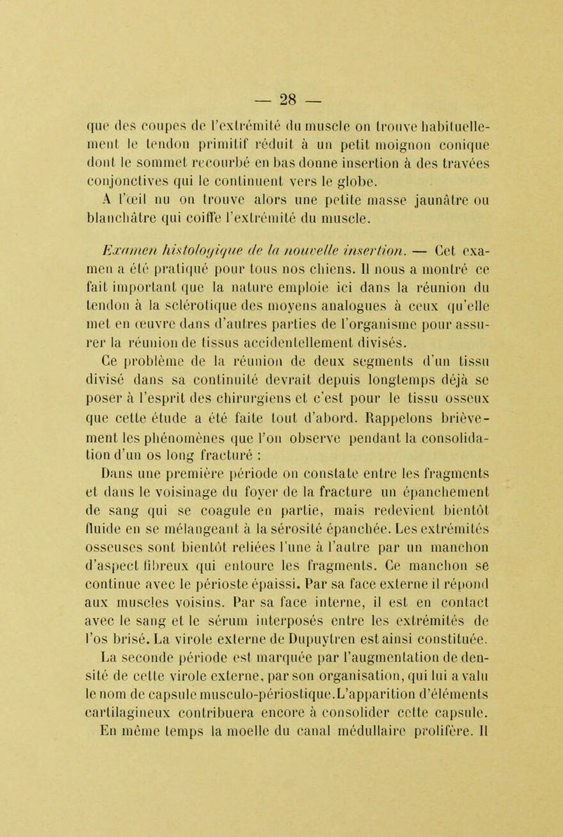 que dos coupes de L'extrémité du muscle on trouve habituelle- ment le tendon primitif réduit à un petit moignon conique dont le sommet recourbé en bas donne insertion à des travées conjonctives qui le continuent vers le globe. A l'œil nu on trouve alors une petite masse jaunâtre ou blanchâtre qui coiffe l'extrémité du muscle. Examen histoloyiqne de la nouvelle insertion. — Cet exa- men a été pratiqué pour tous nos chiens. Il nous a montré ce fait important que la nature emploie ici dans la réunion du tendon à la sclérotique des moyens analogues à ceux qu'elle met en œuvre dans d'autres parties de l'organisme pour assu- rer la réunion de tissus accidentellement divisés. Ce problème de la réunion de deux segments d'un tissu divisé dans sa continuité devrait depuis longtemps déjà se poser h l'esprit des chirurgiens et c'est pour le tissu osseux que cette étude a été faite tout d'abord. Rappelons briève- ment les phénomènes que l'on observe pendant la consolida- tion d'un os long fracturé : Dans une première période on constate entre les fragments et dans le voisinage du foyer de la fracture un épanchement de sang qui se coagule en partie, mais redevient bientôt fluide en se mélangeant à la sérosité épanchée. Les extrémités osseuses sont bientôt reliées l'une à l'autre par un manchon d'aspect fibreux qui entoure les fragments. Ce manchon se continue avec le périoste épaissi. Par sa face externe il répond aux muscles voisins. Par sa face interne, il est en contact avec le sang et le sérum interposés entre les extrémités de l'os brisé. La virole externe de Dupuytren est ainsi constituée. La seconde période est marquée par l'augmentation de den- sité de cette virole externe, par son organisation, qui lui a valu le nom de capsule musculo-périostique.L'apparition d'éléments cartilagineux contribuera encore à consolider cette capsule. En même temps la moelle du canal médullaire prolifère. Il