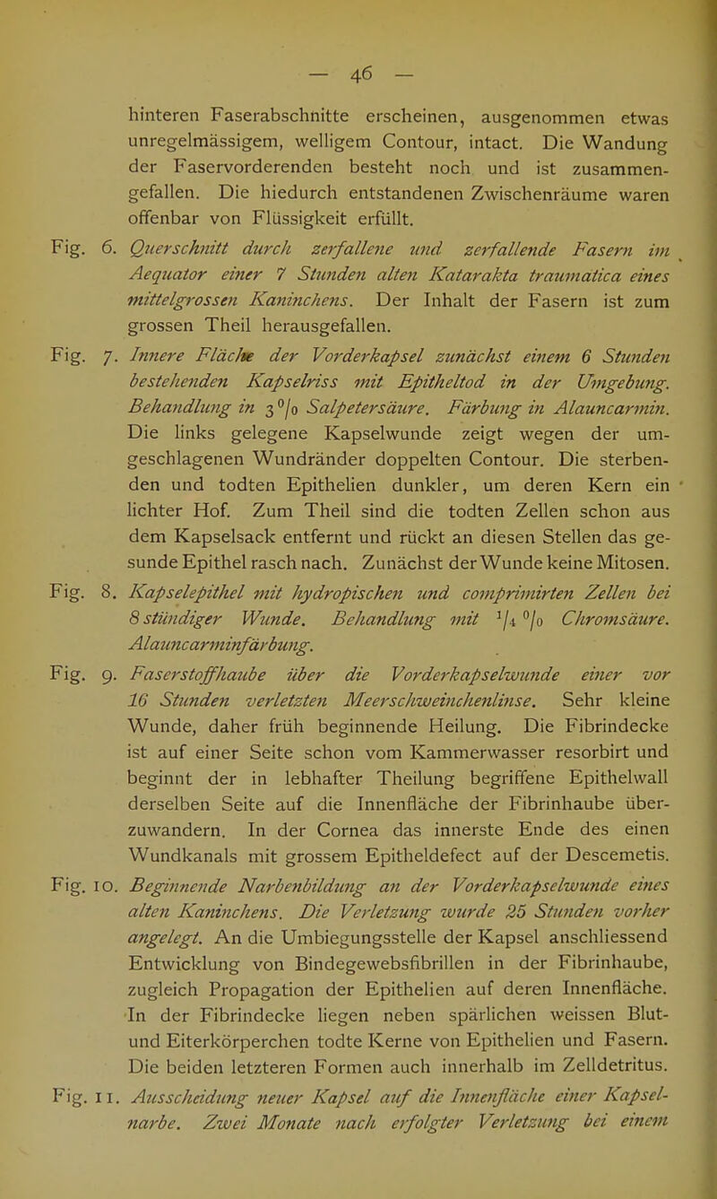 hinteren Faserabschnitte erscheinen, ausgenommen etwas unregelmässigem, welligem Contour, intact. Die Wandung der Faservorderenden besteht noch und ist zusammen- gefallen. Die hiedurch entstandenen Zwischenräume waren offenbar von Flüssigkeit erfüllt. Fig. 6- Querschnitt durch zerfallene und zerfallende Fasern im Aequator einer 7 Stunden alten Katarakta traumatica eines mittelgrossen Kaninchens. Der Inhalt der Fasern ist zum grossen Theil herausgefallen. Fig. 7. Innere Fläche der Vorderkapsel zunächst einem 6 Stunden bestellenden Kapselriss mit Epitheltod in der Umgebung. Behandlung in 3°/o Salpetersäure. Färbung in Alauncarmin. Die links gelegene Kapselwunde zeigt wegen der um- geschlagenen Wundränder doppelten Contour. Die sterben- den und todten Epithelien dunkler, um deren Kern ein lichter Hof. Zum Theil sind die todten Zellen schon aus dem Kapselsack entfernt und rückt an diesen Stellen das ge- sunde Epithel rasch nach. Zunächst der Wunde keine Mitosen. Fig. 8. Kapselepithel mit hy dropischen und comprimirten Zellen bei 8 stündiger Wu?ide. Behandlung mit J/4 °/° Chromsäure. Alauncanninfärbung. Fig. 9. Faserstoffhaube über die Vorderkapselwunde einer vor 16 Stunden verletzten Meerscliweinchenlinse. Sehr kleine Wunde, daher früh beginnende Heilung. Die Fibrindecke ist auf einer Seite schon vom Kammerwasser resorbirt und beginnt der in lebhafter Theilung begriffene Epithelwall derselben Seite auf die Innenfläche der Fibrinhaube über- zuwandern. In der Cornea das innerste Ende des einen Wundkanals mit grossem Epitheldefect auf der Descemetis. Fig. 10. Beginnende Narbenbildung an der Vorderkapselwunde eines alten Kaninchens. Die Verletzung wurde 25 Stunden vorher angelegt. An die Umbiegungsstelle der Kapsel anschliessend Entwicklung von Bindegewebsfibrillen in der Fibrinhaube, zugleich Propagation der Epithelien auf deren Innenfläche. In der Fibrindecke liegen neben spärlichen weissen Blut- und Eiterkörperchen todte Kerne von Epithelien und Fasern. Die beiden letzteren Formen auch innerhalb im Zelldetritus. Fig. 11. Ausscheidung neuer Kapsel auf die Innenfläche einer Kapsel- narbe. Zwei Monate nach erfolgter Verletzung bei einem