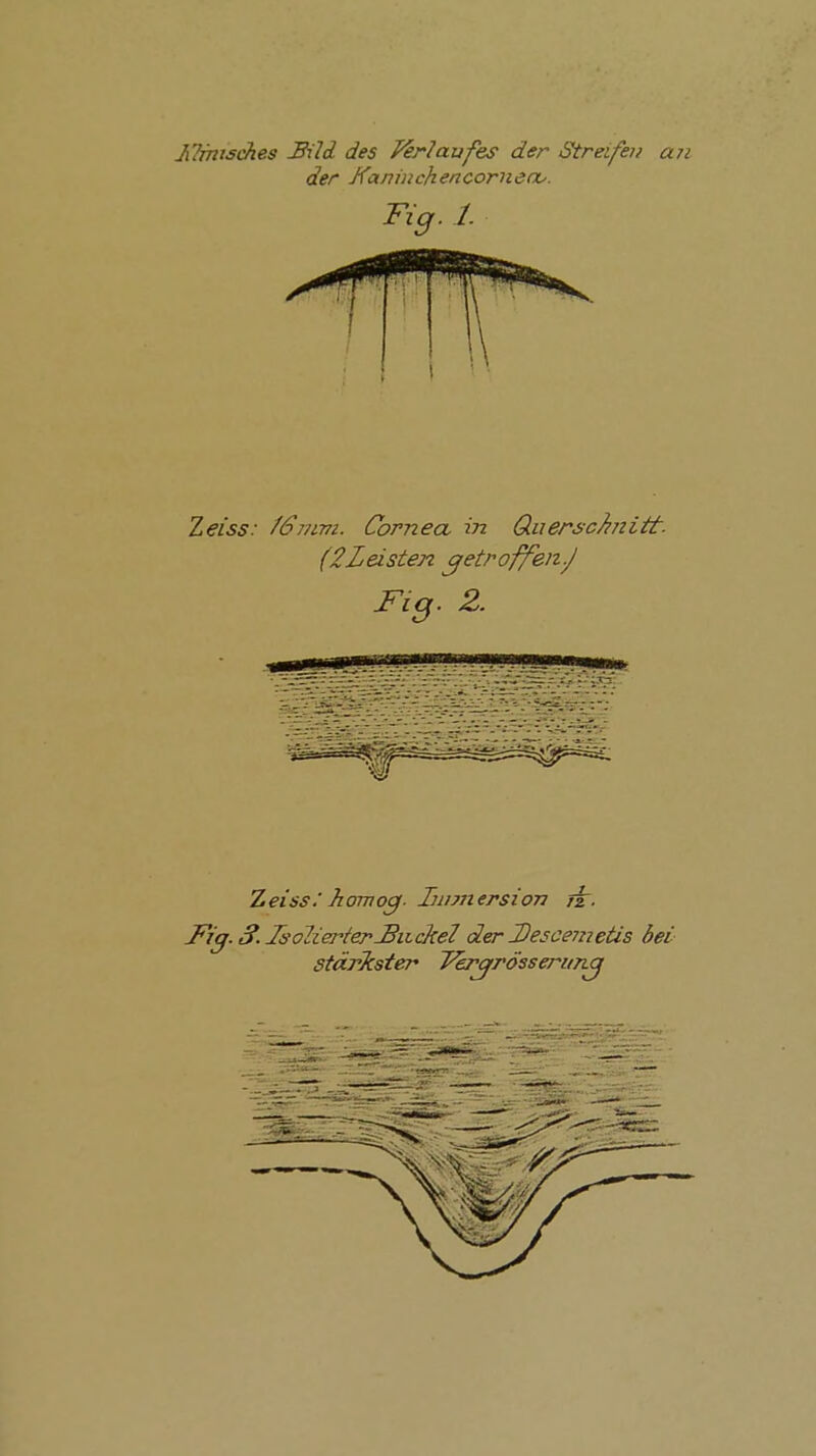 JiTfnis^es ^ild des J^rlaufes der Streifen an der KanmchencorneO'. Zeiss: /Sj/ivz. Cornea, in Q.uersc}i?iitt. (2Leisten cfetroffeiz.J Fiß. 2. Zeiss: homog. Innnersion rt. J^iß. S. TsoJia^terJBiickel der Descemetis bei Stärkster Jh^rösseriinj
