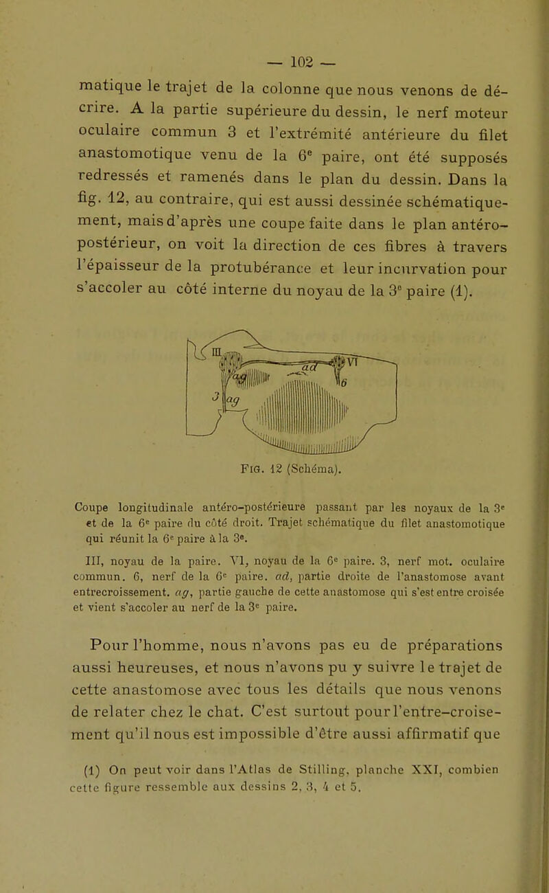 matique le trajet de la colonne que nous venons de dé- crire. A la partie supérieure du dessin, le nerf moteur oculaire commun 3 et l'extrémité antérieure du filet anastomotique venu de la 6 paire, ont été supposés redressés et ramenés dans le plan du dessin. Dans la fig. 12, au contraire, qui est aussi dessinée schématique- ment, mais d'après une coupe faite dans le plan antéro- postérieur, on voit la direction de ces fibres à travers l'épaisseur de la protubérance et leur incurvation pour s'accoler au côté interne du noyau de la 3° paire (1). Coupe longitudinale antéro-postérieure passant par les noyaux de la 3' et de la 6« paire du côté droit. Trajet schématique du filet anastomotique qui réunit la 6« paire à la 3. III, noyau de la paire. VI, noyau de la 6= paire. 3, nerf mot. oculaire commun. 6, nerf de la 6= paire, ad, partie droite de Tanastomose avant entrecroissement. aff, partie gauche de cette anastomose qui s'est entre croisée et vient s'accoler au nerf de la 3'^ paire. Pour l'homme, nous n'avons pas eu de préparations aussi heureuses, et nous n'avons pu y suivre le trajet de cette anastomose avec tous les détails que nous venons de relater chez le chat. C'est surtout pour l'entre-croise- ment qu'il nous est impossible d'être aussi affirmatif que (1) On peut voir dans l'Atlas de Stilling, planche XXI, combien cette figure ressemble aux dessins 2, 3, 4 et 5. FiG. 12 (Schéma).