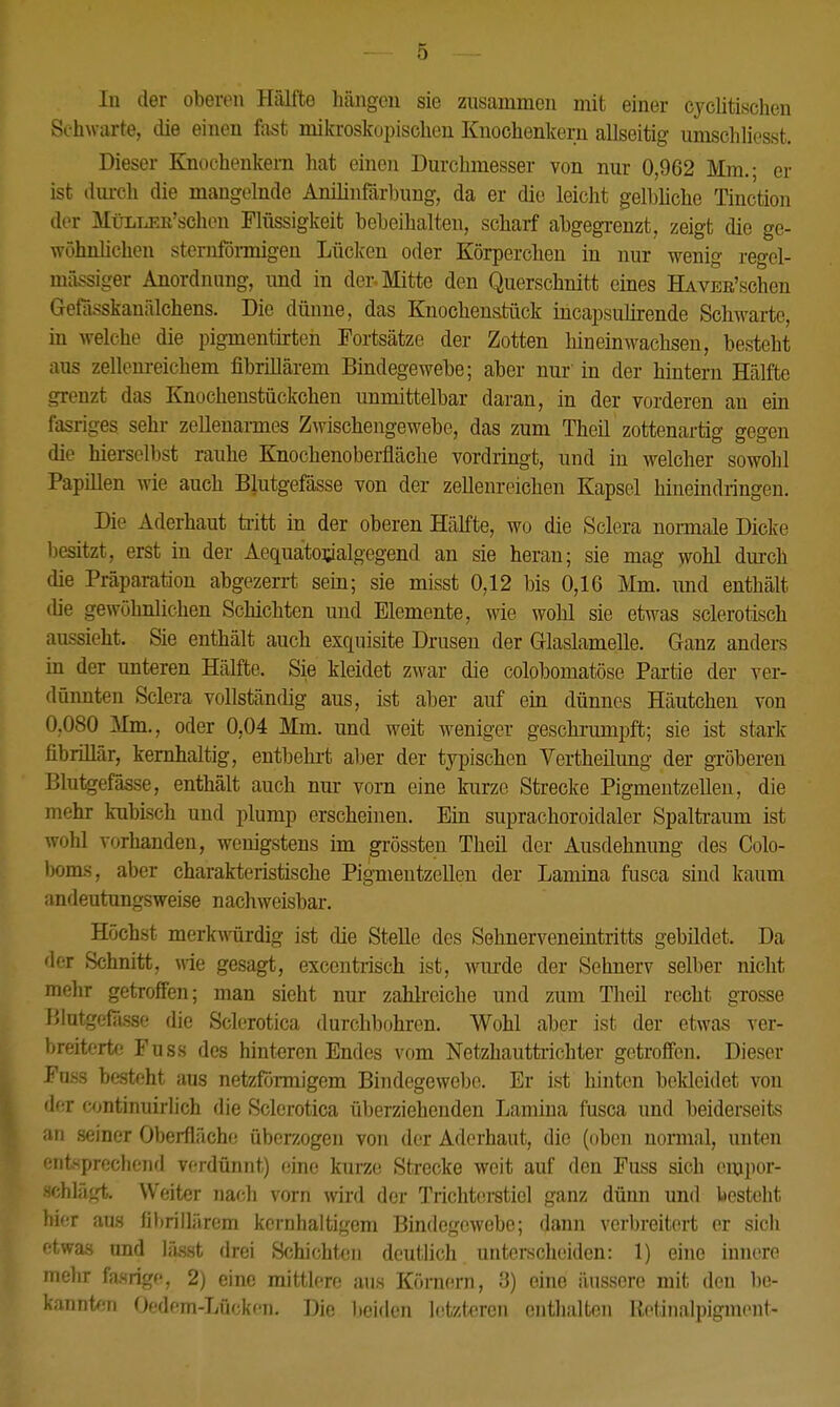 • ) In der oberen Hälfte hängen sie zusammen mit einer cyclitischen Sehwarte, die einen fast mikroskopischen Knochenkern allseitig umschliesst. Dieser Knochenkem hat einen Durchmesser von nur 0,962 Mm.; er ist durch die mangelnde Anilinfärbung, da er die leicht gelbliche Tinction der MüLLEß'schon Flüssigkeit bebeihalten, scharf abgegrenzt, zeigt die ge- wöhnlichen sternförmigen Lücken oder Körperchen in nur wenig regel- mässiger Anordnung, und in der, Mitte den Querschnitt eines HAVEB'schen Gefässkanälchens. Die dünne, das Knochenstück incapsulirende Schwarte, in welche die pigmentirten Fortsätze der Zotten hineinwachsen, besteht aus zellenreichem fibrülärem Bindegewebe; aber nur in der hintern Hälfte grenzt das Knochenstückchen unmittelbar daran, in der vorderen an ein fasriges sehr zellenarmes Zwischengewebe, das zum Theil zottenartig gegen die hierselbst rauhe Knochenoberfläche vordringt, und in welcher sowohl Papillen wie auch Blutgefässe von der zeilenreichen Kapsel hineindringen. Die Aderhaut tritt in der oberen Hälfte, wo die Sclera normale Dicke besitzt, erst in der Aequätorjalgegend an sie heran; sie mag wohl durch die Präparation abgezerrt sein; sie misst 0,12 bis 0,16 Mm. und enthält (he gewöhnlichen Schichten und Elemente, wie wohl sie etwas sclerotisch aussieht. Sie enthält auch exquisite Drusen der Glaslamelle. Ganz anders in der unteren Hälfte. Sie kleidet zwar die colobomatöse Partie der ver- dünnten Sclera vollständig aus, ist aber auf ein dünnes Häutchen von 0,080 Mm., oder 0,04 Mm. und weit weniger geschrumpft; sie ist stark fibrülär, kernhaltig, entbehrt aber der typischen Vertheilung der gröberen Blutgefässe, enthält auch nur vorn eine kurze Strecke Pigmentzellen, die mehr kubisch und plump erscheinen. Ein suprachoroidaler Spaltrauni ist wohl vorhanden, wenigstens im grössten Theil der Ausdehnung des Colo- boms, aber charakteristische Pigmentzellen der Lamina fusca sind kaum andeutungsweise nachweisbar. Höchst merkwürdig ist die Steile des Sehnerveneintritts gebildet. Da der Schnitt, wie gesagt, excentrisch ist, wurde der Sehnerv selber nicht BteStt getroffen; man sieht nur zahlreiche und zum Theil recht grosse Blutgefässe die Sclcrotica durchbohren. Wohl aber ist der etwas ver- breiterte Fuss des hinteren Endes vom Netzhauttrichter getroffen. Dieser Foss besteht aus netzförmigem Bindegewebe. Er ist hinten bekleidet von der continuirlich die Sclcrotica überziehenden Lamina fusca und beiderseits an seiner Oberfläche überzogen von der Aderhaut, die (oben normal, unten entsprechend verdünnt) eine kurze Strecke weit auf den Fuss sich oinpor- schlägt. Weiter nach vorn wird der Trichterstiel ganz dünn und besteht hier aus fibrülärem kernhaltigem Bindegewebe; dann verbreitert er sich etwas und lässt drei Schichten deutlich unterscheiden: 1) eine innere melir fasrige, 2) eine mittlere aus Körnern, 3) eine äussere mit den be- kannten Oedem-Lücken. Die beiden letzteren enthalten Retinalpigmeut-