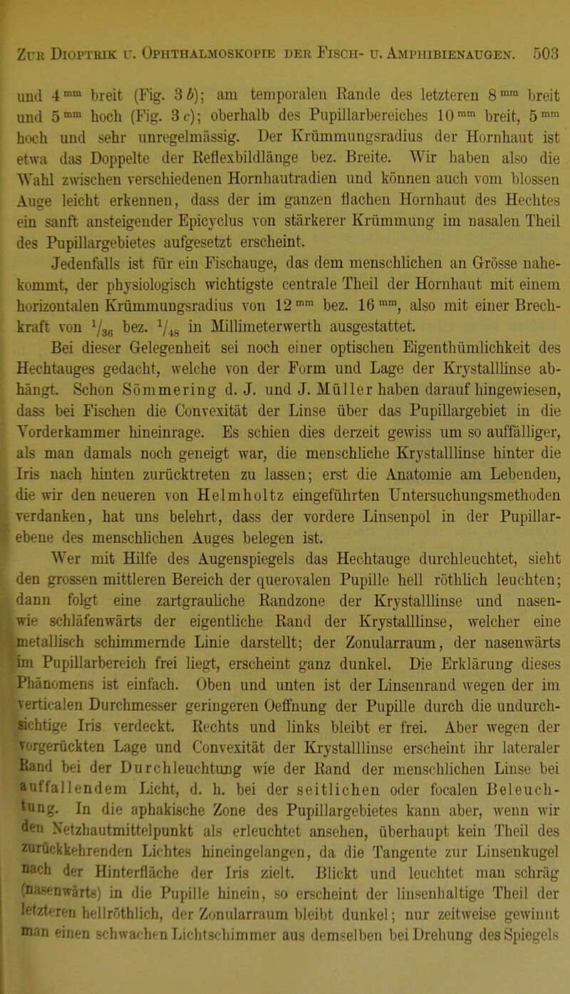 und 4mm breit (Fig. 3 b); am temporalen Rande des letzteren 8™° breit und 5mm hoch (Fig. 3 c); oberhalb des Pupillarbereiches 10ram breit, 5mm hoch und sehr unregelmässig. Der Krümmungsradius der Hornhaut ist etwa das Doppelte der Reflexbildlänge bez. Breite. Wir haben also die Wahl zwischen verschiedenen Hornhautradien und können auch vom blossen Auge leicht erkennen, dass der im ganzen flachen Hornhaut des Hechtes ein sanft ansteigender Epicyclus von stärkerer Krümmung im nasalen Theil des Pupillargebietes aufgesetzt erscheint. Jedenfalls ist für ein Fischauge, das dem menschlichen an Grösse nahe- kommt, der physiologisch wichtigste centrale Theil der Hornhaut mit einem horizontalen Krümmungsradius von 12 mm bez. 16 mm, also mit einer Brech- kraft von bez. 1ji8 in Milümeterwerth ausgestattet. Bei dieser Gelegenheit sei noch einer optischen Eigentümlichkeit des Hechtauges gedacht, welche von der Form und Lage der Krystalllinse ab- hängt. Schon Sömmering d. J. und J. Müller haben daraufhingewiesen, dass bei Fischen die Convexität der Linse über das Pupillargebiet in die Yorderkammer hineinrage. Es schien dies derzeit gewiss um so auffälliger, als man damals noch geneigt war, die menschliehe Krystalllinse hinter die Iris nach hinten zurücktreten zu lassen; erst die Anatomie am Lebenden, die wir den neueren von Helmholtz eingeführten Untersuchungsmethoden verdanken, hat uns belehrt, dass der vordere Linsenpol in der Pupillar- ebene des menschlichen Auges belegen ist. Wer mit Hilfe des Augenspiegels das Hechtauge durchleuchtet, sieht den grossen mittleren Bereich der querovalen Pupille hell röthlich leuchten; dann folgt eine zartgrauliche Randzone der Krystalllinse und nasen- wie schläfenwärts der eigentliche Rand der Krystalllinse, welcher eine metallisch sctammernde Linie darstellt; der Zonularraum, der nasenwärts im Pupillarbereich frei liegt, erscheint ganz dunkel. Die Erklärung dieses Phänomens ist einfach. Oben und unten ist der Linsenrand wegen der im verticalen Durchmesser geringeren Oeffnung der Pupille durch die undurch- sichtige Iris verdeckt. Rechts und links bleibt er frei. Aber wegen der vorgerückten Lage und Convexität der Krystalllinse erscheint ihr lateraler Rand bei der Durchleuchtung wie der Rand der menschlichen Linse bei auffallendem Licht, d. h. bei der seitlichen oder focalen Beleuch- tung. In die aphakische Zone des Pupillargebietes kann aber, wenn wir den Netzbautmittelpunkt als erleuchtet ansehen, überhaupt kein Theil des zurückkehrenden Lichtes hineingelangen, da die Tangente zur Linsenkugel nach der Hinterfläche der Iris zielt. Blickt und leuchtet man schräg (nasenwärts) in die Pupille hinein, so erscheint der linsenhaltige Theil der letzteren hellröthlich, der Zonularraum bleibt dunkel; nur zeitweise gewinnt man einen schwachen Lichtschimmer aus demselben bei Drehung des Spiegels