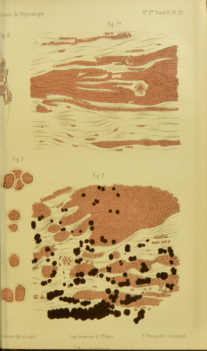 ;hives de Physiologie H' Tome 1! ,P1 13 'onoel del al cam Imp Lemeraer & C'-Pams F RRnaiidot chromolilh ■ ^'^ M^c:f»n Prl,l.-.,,r.