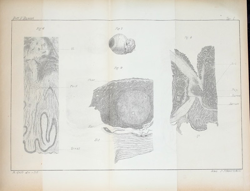 r Tav. T. Mg. 6 Fig-.-/.