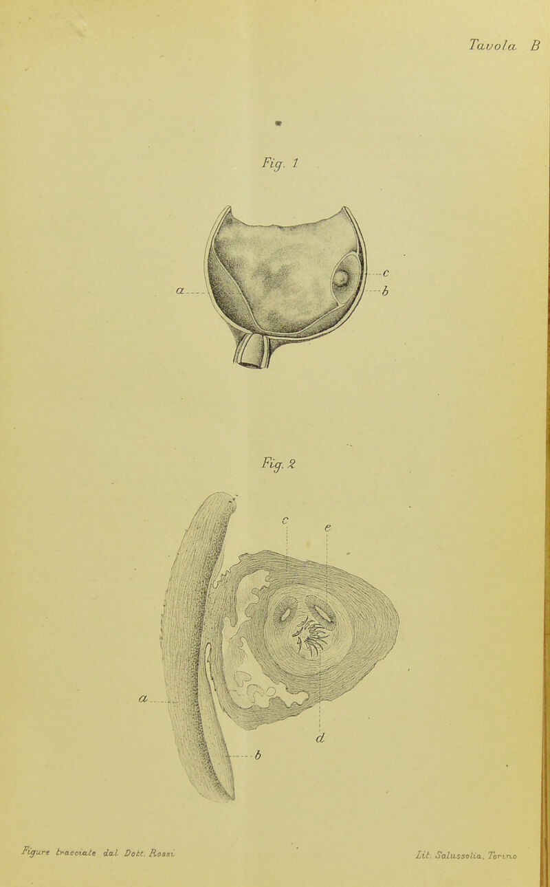 Tavola Fig. 1. Figure tracciatt da-L Dott. Rossi