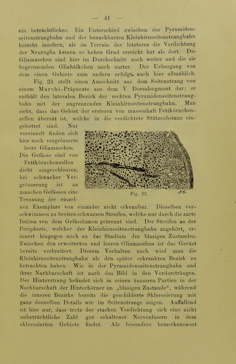 ein beträchtliches. Ein Unterschied zwischen der Pyramiden- seitenstrangbahn und der benachbarten Kleinhirnseitenstrangbahn besteht insofern, als im Terrain der letzteren die Verdichtung der Neuroglia keinen so hohen Grad erreicht hat als dort. Die Gliamaschen sind hier im Durchschnitt noch weiter und die sie begrenzenden Gliabälkchen noch zarter. Der Uebergang von dem einen Gebiete zum andern erfolgt- auch hier allmählich. Fig. 23 stellt einen Ausschnitt aus dem Seitenstrang von einem Marchi-Präparate aus dem V. Dorsalsegment dar; er enthält den lateralen Bezirk der rechten Pyramidenseitenstrang- bahn mit der angrenzenden Kleinhirnseitenstrangbahn. Man sieht, dass das Gebiet der ersteren von massenhaft Fettkörnchen- zellen übersät ist, welche in die verdichtete Stützsubstanz ein- gebettet sind. Nur vereinzelt finden sich hier noch vergrösserte leere Gliamaschen. Die Gefässe sind von Fettkörnchen Zellen dicht eingeschlossen, bei schwacher Yer- grösserung ist an manchen Gefässen eine ^ig. 23. J-t^- Trennung der einzel- nen Exemplare von einander nicht erkennbar. Dieselben ver- schwimmen zu breiten schwarzen Streifen, welche nur durch die zarte Intima von dem Gefässlumen getrennt sind. Der Streifen an der Peripherie, welcher der Kleinhirnseitenstrangbahn angehört, er- innert hingegen noch an das Stadium des blasigen Zustandes. Zwischen den erweiterten und leeren Gliamaschen ist das Gerüst bereits verbreitert. Diesem Verhalten nach wird man die Kleinhirnseitenstrangbahn als den später erkrankten Bezirk zu betrachten haben. Wie in der Pyramidenseitenstrangbahn und ihrer Nachbarschaft ist auch das Bild in den Vordersträngen. Der Hinterstrang befindet sich in seinen äusseren Partien in der Nachbarschaft der Hinterhörner im „blasigen Zustande, während die inneren Bezirke bereits die geschilderte Sklerosierung mit ganz denselben Details wie im Seitenstrange zeigen. Auffallend ist hier nur, dass trotz der starken Verdichtung sich eine nicht unbeträchtliche Zahl gut erhaltener Nervenfasern in dem sklerosierten Gebiete findet. Als besonders bemerkenswert