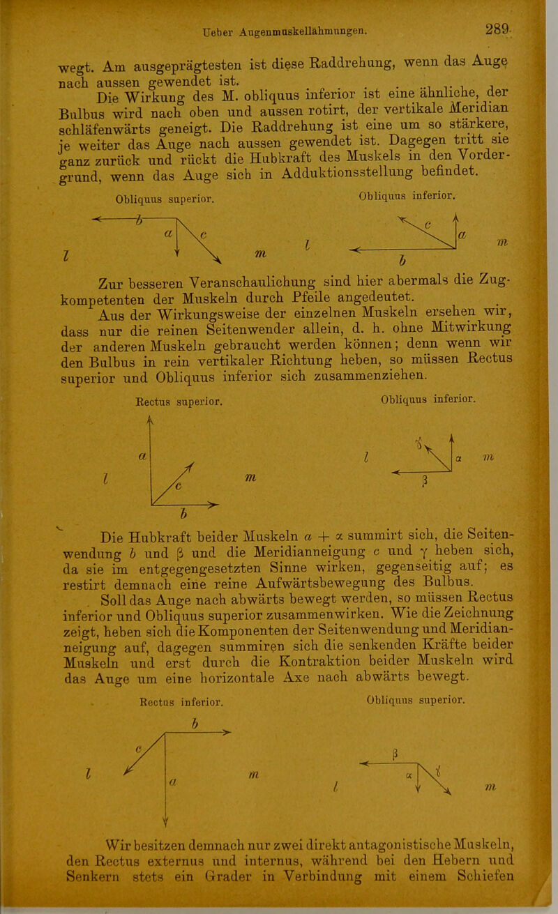 wegt. Am ausgeprägtesten ist diese Raddrehung, wenn das Auge nach aussen gewendet ist. # . Die Wirkung des M. obliquus inferior ist eine ähnliche, der Bulbus wird nach oben und aussen rotirt, der vertikale Meridian schläfenwärts geneigt. Die Raddrehung ist eine um so stärkere, ie weiter das Auge nach aussen gewendet ist. Dagegen tritt sie ganz zurück und rückt die Hubkraft des Muskels in den Vorder- grund, wenn das Auge sich in Adduktionsstellung befindet. Obliquus superior. Obliquus inferior. I m l Zur besseren Veranschaulichung sind hier abermals die Zug- kompetenten der Muskeln durch Pfeile angedeutet. Aus der Wirkungsweise der einzelnen Muskeln ersehen wir, dass nur die reinen Seitenwender allein, d. h. ohne Mitwirkung der anderen Muskeln gebraucht werden können; denn wenn wir den Bulbus in rein vertikaler Richtung heben, so müssen Rectus superior und Obliquus inferior sich zusammenziehen. Rectus superior. Obliquus inferior. m m Die Hubkraft beider Muskeln a + a summirt sich, die Seiten- wendung b und ß und die Meridianneigung c und y heben sich, da sie im entgegengesetzten Sinne wirken, gegenseitig auf; es restirt demnach eine reine Aufwärtsbewegung des Bulbus. Soll das Auge nach abwärts bewegt werden, so müssen Rectus inferior und Obliquus superior zusammenwirken. Wie die Zeichnung zeigt, heben sich die Komponenten der Seitenwendung und Meridian- neigung auf, dagegen summiren sich die senkenden Kräfte beider Muskeln und erst durch die Kontraktion beider Muskeln wird das Auge um eine horizontale Axe nach abwärts bewegt. Rectus inferior. Obliquus superior. a m Dl Wir besitzen demnach nur zwei direkt antagonistische Muskeln, den Rectus externus und internus, während bei den Hebern und Senkern stets ein Grader in Verbindung mit einem Schiefen