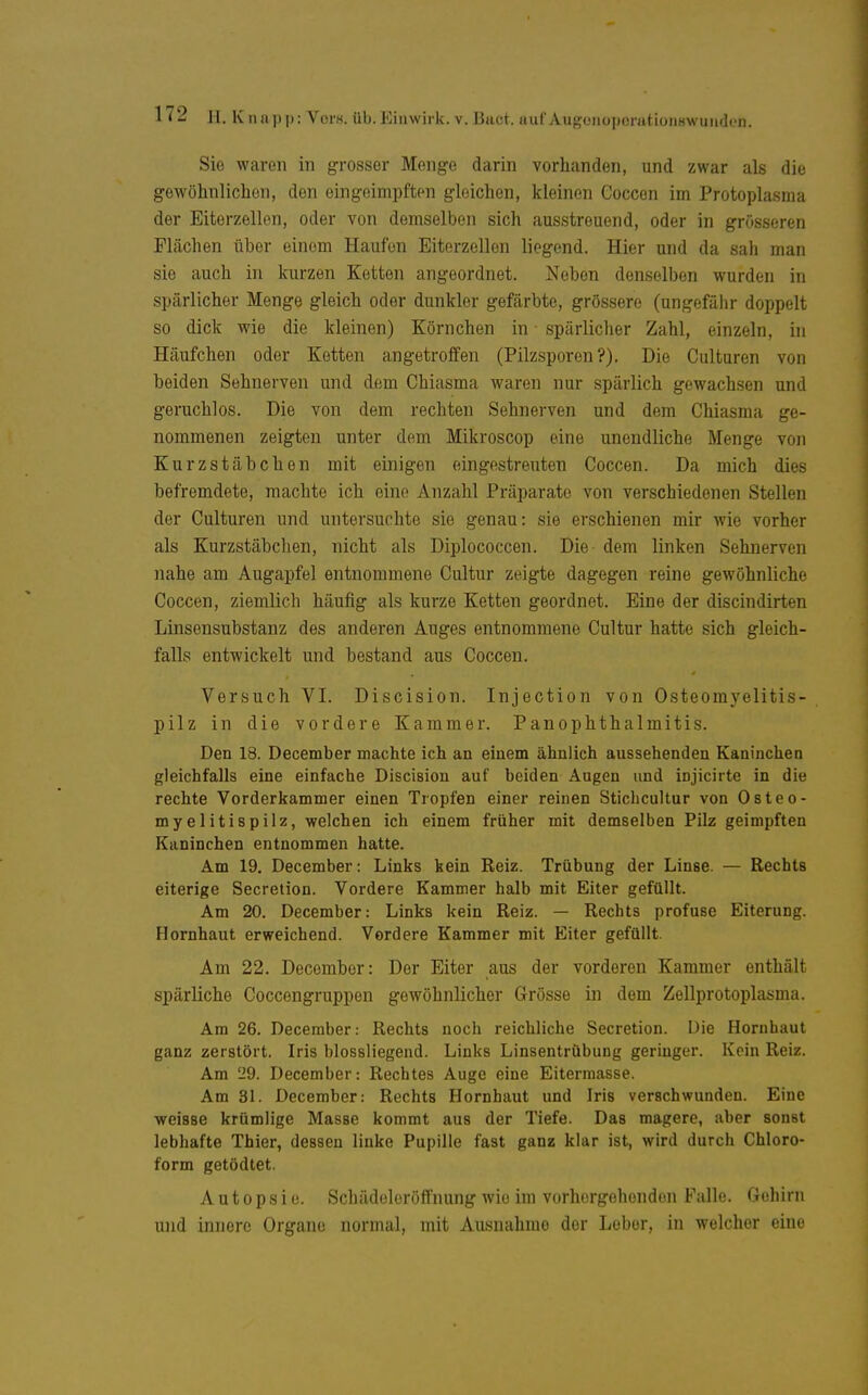 Sie waren in grosser Menge darin vorhanden, und zwar als die gewöhnlichen, den eingeimpften gleichen, kleinen Coccon im Protoplasma der Eiterzellen, oder von demselben sich ausstreuend, oder in grösseren Flächen über einem Haufen Eiterzellen liegend. Hier und da sah man sie auch in kurzen Ketten angeordnet. Neben denselben wurden in spärlicher Menge gleich oder dunkler gefärbte, grössere (ungefähr doppelt so dick wie die kleinen) Körnchen in spärlicher Zahl, einzeln, in Häufchen oder Ketten angetroffen (Pilzsporen?). Die Culturen von beiden Sehnerven und dem Chiasma waren nur spärlich gewachsen und geruchlos. Die von dem rechten Sehnerven und dem Chiasma ge- nommenen zeigton unter dem Mikroscop eine unendliche Menge von Kurzstäbchen mit einigen eingestreuten Coccen. Da mich dies befremdete, machte ich eine Anzahl Präparate von verschiedenen Stellen der Culturen und untersuchte sie genau: sie erschienen mir wie vorher als Kurzstäbchen, nicht als Diplococcen. Die- dem linken Sehnerven nahe am Augapfel entnommene Cultur zeigte dagegen reine gewöhnliche Coccen, ziemlich häufig als kurze Ketten geordnet. Eine der discindirten Linsensubstanz des anderen Auges entnommene Cultur hatte sich gleich- falls entwickelt und bestand aus Coccen. Versuch VI. Discision. Injection von Osteomyelitis- pilz in die vordere Kammer. Panophthalmitis. Den 18. December machte ich an einem ähnlich aussehenden Kaninchen gleichfalls eine einfache Discision auf beiden Augen und injicirte in die rechte Vorderkammer einen Tropfen einer reinen Stichcultur von Osteo- myelitispilz, welchen ich einem früher mit demselben Pilz geimpften Kaninchen entnommen hatte. Am 19. December: Links kein Reiz. Trübung der Linse. — Rechts eiterige Secretion. Vordere Kammer halb mit Eiter gefüllt. Am 20. December: Links kein Reiz. — Rechts profuse Eiterung. Hornhaut erweichend. Vordere Kammer mit Eiter gefüllt. Am 22. December: Der Eiter aus der vorderen Kammer enthält spärliche Coccengruppen gewöhnlicher Grösse in dem Zellprotoplasma. Am 26. December: Rechts noch reichliche Secretion. Die Hornhaut ganz zerstört. Iris blossliegend. Links Linsentrübung geringer. Kein Reiz. Am '29. December: Rechtes Auge eine Eitermasse. Am 31. December: Rechts Hornhaut und Iris verschwunden. Eine weisse krümlige Masse kommt aus der Tiefe. Das magere, aber sonst lebhafte Thier, dessen linke Pupille fast ganz klar ist, wird durch Chloro- form getödtet. Autopsie. Schädeloröffnung wie im vorhergehenden Falle. Gehirn und innere Organe normal, mit Ausnahme der Leber, in welcher eine