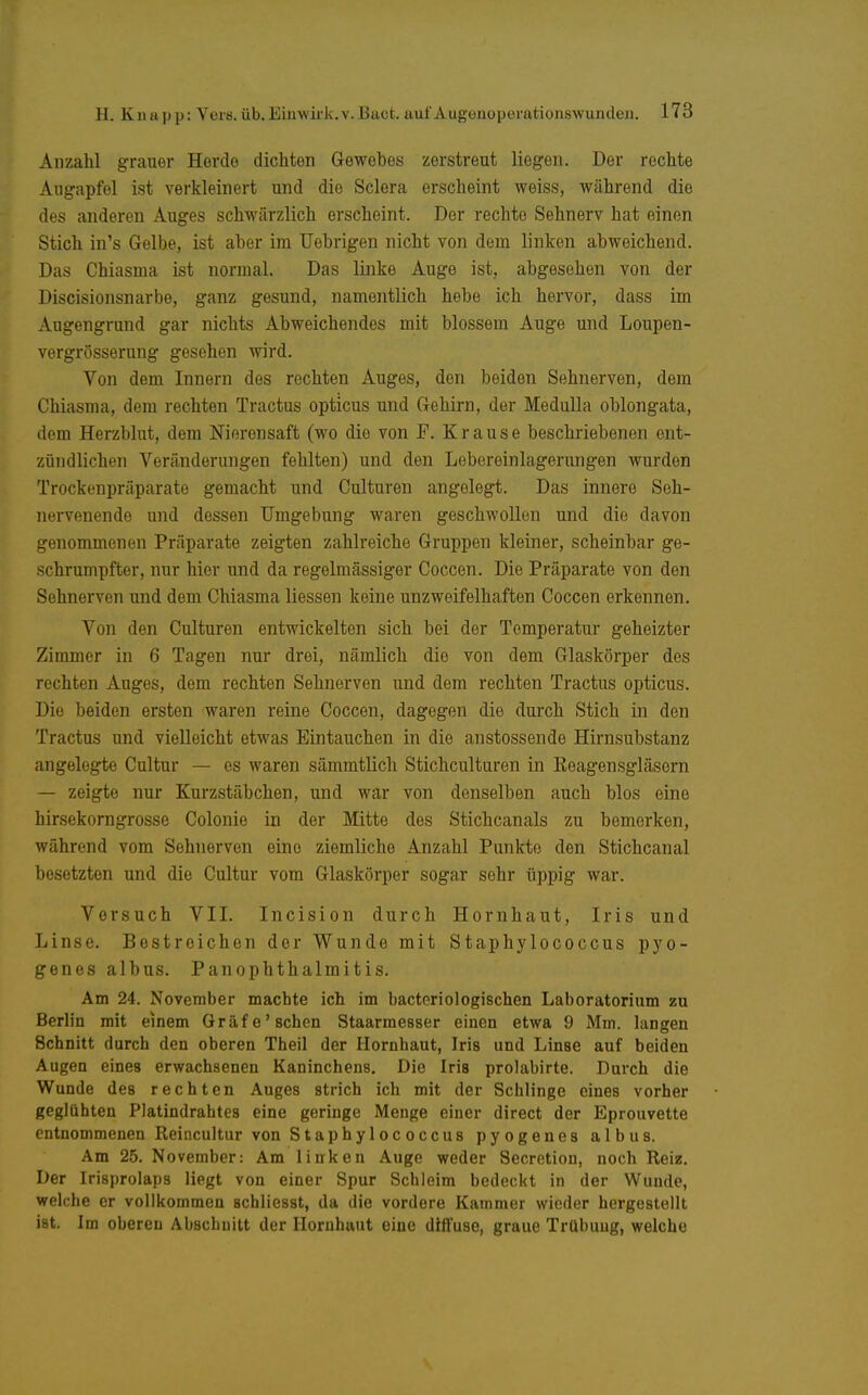 Anzahl grauer Herdo dichten Gewebes zerstreut liegen. Der rechte Augapfel ist verkleinert und die Sclera erscheint weiss, während die des anderen Auges schwärzlich erscheint. Der rechte Sehnerv hat einen Stich in's Gelbe, ist aber im Uebrigen nicht von dem linken abweichend. Das Chiasma ist normal. Das linke Auge ist, abgesehen von der Discisionsnarbe, ganz gesund, namentlich hebe ich hervor, dass im Augengrund gar nichts Abweichendes mit blossem Auge und Loupen- vergrösserung gesehen wird. Von dem Innern des rechten Auges, den beiden Sehnerven, dem Chiasma, dem rechten Tractus opticus und Gehirn, der Medulla oblongata, dem Herzblut, dem Nierensaft (wo die von F. Krause beschriebenen ent- zündlichen Veränderungen fehlten) und den Lebereinlagerungen wurden Trockenpräparate gemacht und Culturen angelegt. Das innere Seh- nervenende und dessen Umgebung waren geschwollen und die davon genommenen Präparate zeigten zahlreiche Gruppen kleiner, scheinbar ge- schrumpfter, nur hier und da regelmässiger Coccen. Die Präparate von den Sehnerven und dem Chiasma Hessen keine unzweifelhaften Coccen erkennen. Von den Culturen entwickelten sich bei der Temperatur geheizter Zimmer in 6 Tagen nur drei, nämlich die von dem Glaskörper des rechten Auges, dem rechten Sehnerven und dem rechten Tractus opticus. Die beiden ersten waren reine Coccen, dagegen die durch Stich in den Tractus und vielleicht etwas Eintauchen in die anstossende Hirnsubstanz angelegte Cultur — es waren sämmtlich Stichculturen in Eeagensgläsern — zeigte nur Kurzstäbchen, und war von denselben auch blos eine hirsekorngrosse Colonie in der Mitte des Stichcanals zu bemerken, während vom Sehnerven eine ziemliche Anzahl Punkte den Stichcanal besetzten und die Cultur vom Glaskörper sogar sehr üppig war. Versuch VII. Incision durch Hornhaut, Iris und Linse. Bestreichen der Wunde mit Staphylococcus pyo- genes albus. Panophthalmitis. Am 24. November machte ich im bacteriologischen Laboratorium zu Berlin mit einem Gräfe'sehen Staarmesser einen etwa 9 Mm. langen Schnitt durch den oberen Theil der Hornhaut, Iris und Linse auf beiden Augen eines erwachsenen Kaninchens. Die Iris prolabirte. Durch die Wunde des rechten Auges strich ich mit der Schlinge eines vorher geglühten Platindrahtes eine geringe Menge einer direct der Eprouvette entnommenen Reincultur von Staphylococcus pyogenes albus. Am 25. November: Am linken Auge weder Secretion, noch Reiz. Der Irisprolaps liegt von einer Spur Schleim bedeckt in der Wunde, welche er vollkommen schliesst, da die vordere Kammer wieder hergestellt ist. Im oberen Abschnitt der Hornhaut eine diffuse, graue Trübung, welche