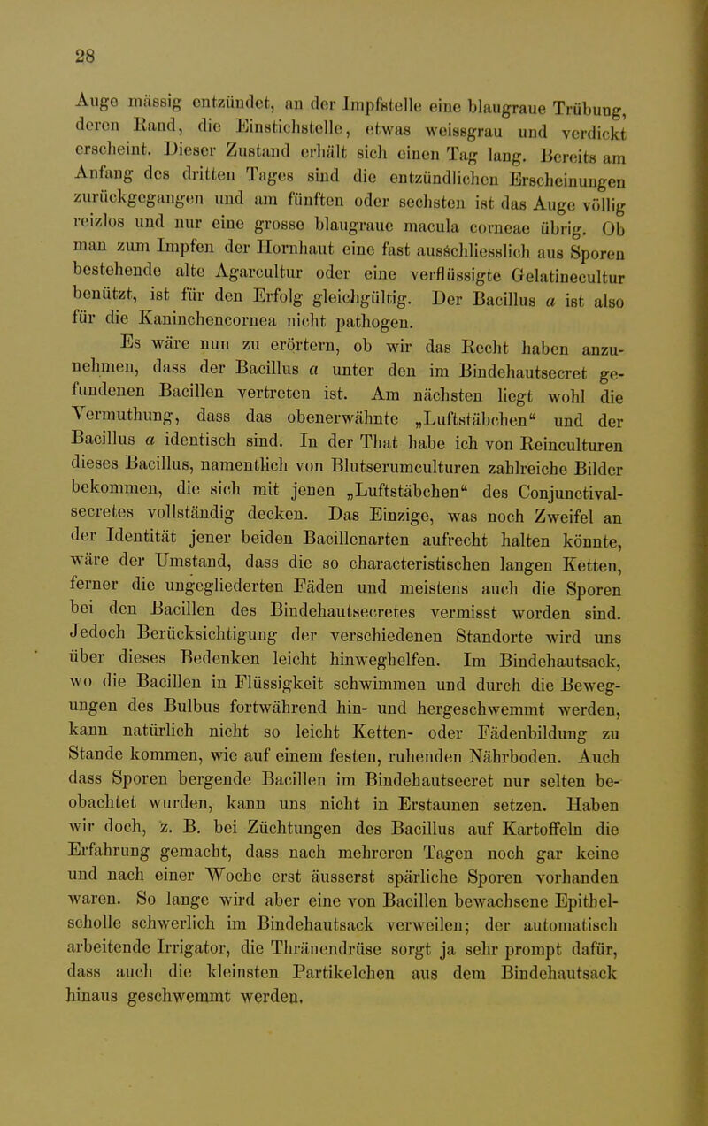 Auge massig entzündet, an der Impfstelle eine blaugraue Trübung, deren Rand, die Einstiehstellc, etwas weissgrau und verdickt erscheint. Dieser Zustand erhält sich einen Tag lang. Bereite am Anfang des dritten Tages sind die entzündlichen Erscheinungen zurückgegangen und am fünften oder sechsten isr das Auge völlig reizlos und nur eine grosso blaugraue macula corneae übrig. Ob man zum Impfen der Hornhaut eine fast ausschliesslich aus Spören bestehende alte Agarcultur oder eine verflüssigte Gelatinecultur benützt, ist für den Erfolg gleichgültig. Der Bacillus a ist also für die Kaninchencornea nicht pathogen. Es wäre nun zu erörtern, ob wir das Recht haben anzu- nehmen, dass der Bacillus a unter den im Bindehautsecret ge- fundenen Bacillen vertreten ist. Am nächsten liegt wohl die Vermuthung, dass das obenerwähnte „Luftstäbchen und der Bacillus a identisch sind. In der That habe ich von Reinculturen dieses Bacillus, namentlich von Blutserumculturen zahlreiche Bilder bekommen, die sich mit jenen „Luftstäbchen des Conjunctival- secretes vollständig decken. Das Einzige, was noch Zweifel an der Identität jener beiden Bacillenarten aufrecht halten könnte, wäre der Umstand, dass die so characteristischen langen Ketten, ferner die ungegliederten Fäden und meistens auch die Sporen bei den Bacillen des Bindohautsecretes vermisst worden sind. Jedoch Berücksichtigung der verschiedenen Standorte wird uns über dieses Bedenken leicht hinweghelfen. Im Bindehautsack, wo die Bacillen in Flüssigkeit schwimmen und durch die Beweg- ungen des Bulbus fortwährend hin- und hergeschwemmt werden, kann natürlich nicht so leicht Ketten- oder Fädenbildung zu Stande kommen, wie auf einem festen, ruhenden Nährboden. Auch dass Sporen bergende Bacillen im Bindehautsecret nur selten be- obachtet wurden, kann uns nicht in Erstaunen setzen. Haben wir doch, z. B. bei Züchtungen des Bacillus auf Kartoffeln die Erfahrung gemacht, dass nach mehreren Tagen noch gar keine und nach einer Woche erst äusserst spärliche Sporen vorhanden waren. So lange wird aber eine von Bacillen bewachsene Epitbel- scholle schwerlich im Bindehautsack verweilen; der automatisch arbeitende Irrigator, die Thränendrüse sorgt ja sehr prompt dafür, dass auch die kleinsten Partikelchen aus dem Bindehautsack hinaus geschwemmt werden.