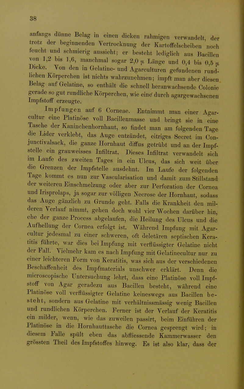 anfangs dünne Belag in einen dicken rahmigen verwandelt der trotz der beginnenden Vertrocknung der Kartoffclschciben 'noch feucht und schmierig aussieht; er besteht lediglich aus Bacillen von 1,2 bis 1,6, manchmal sogar 2,0 p. Länge und 0,-1 bis 0.5 , D.cke. Von den in Gelatine- und Agarculturen gefundenen rund- lichen Körperchen ist nichts wahrzunehmen; impft mau aber diesen Belag auf Gelatine, so enthält die schnell heranwachsende Colonie gerade so gut rundliche Körperchen, wie eine' durch agargewaensenen Impfstoff erzeugte. Impfungen auf 6 Corneae. Entnimmt man einer Agar- cultur eine Platinösc voll Bacillenmassc und bringt sie in eine Tasche der Kaninclienhornhaut, so findet man am folgenden Tage die Lider verklebt, das Auge entzündet, eitriges Secret im Con- junctivalsack, die ganze Hornhaut diffus getrübt und an der Impf- stelle ein grauweisses Infiltrat. Dieses Infiltrat verwandelt sich im Laufe des zweiten Tages in ein Ulcus, das sich weit über die Grenzen der Impfstelle ausdehnt. Im Laufe der folgenden Tage kommt es nun zur Vascularisation und damit zum Stillstand der weiteren Einschmelzung oder aber zur Perforation der Cornea und Irisprolaps, ja sogar zur völligen Necrose der Hornhaut, sodass das Auge gänzlich zu Grunde geht. Falls die Krankheit den mil- deren Verlauf nimmt, gehen doch wohl vier Wochen darüber hin, ehe der ganze Process abgelaufen, die Heilung des Ulcus und die Aufhellung der Cornea erfolgt ist. Während Impfung mit Agar- cultur jedesmal zu einer schweren, oft deletären septischen Kera- titis führte, war dies bei Impfung mit verflüssigter Gelatine nicht der Fall. Vielmehr kam es nach Impfung mit Gelatinecultur nur zu einer leichteren Form von Keratitis, was sich aus der verschiedenen Beschaffenheit des Impfmaterials unschwer erklärt. Denn die microscopische Untersuchung lehrt, dass eine Platinöse voll Impf- stoff von Agar geradezu aus Bacillen besteht, während eine Platinöse voll verflüssigter Gelatine keineswegs aus Bacillen be- steht, sondern aus Gelatine mit verhältnissmässig wenig Bacillen und rundlichen Körperchen. Ferner ist der Verlauf der Keratitis ein milder, wenn, wie das zuweilen passirt, beim Einführen der Platinöse in die Hornhauttasche die Cornea gesprengt wird; in diesem Falle spült eben das abfliessende Kammerwasser den grössten Theil des Impfstoffes hinweg. Es ist also klar, dass der