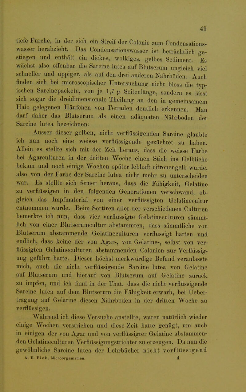 tiefe Furche, in der sich ein Streif der Colonie zum Condensations- wasser herabzieht. Das Condensationswasser ist beträchtlich ge- stiegen und enthält ein dickes, wolkiges, gelbes Sediment. Es wächst also offenbar die Sarcine lutea auf Blutserum ungleich viel schneller und üppiger, als auf den drei anderen Nährböden. Auch finden sich bei microscopischer Untersuchung nicht bloss die typ- ischen Sarcinepackete, von je 1,7 u. Seitenlängo, sondern es lässt sich sogar die dreidimensionale Theilung an den in gemeinsamem Halo gelegenen Häufchen von Tetraden deutlich erkennen. Man darf daher das Blutserum als einen adäquaten Nährboden der Sarcine lutea bezeichnen; Ausser dieser gelben, nicht verflüssigenden Sarcine glaubte ich nun noch eine weisse verflüssigende gezüchtet zu haben. Allein es stellte sich mit der Zeit heraus, dass die weisse Farbe bei Agarculturen in der dritten Woche einen Stich ins Gelbliche bekam und noch einige Wochen später lebhaft citronengelb wurde, also von der Farbe der Sarcine lutea nicht mehr zu unterscheiden w ar. Es stellte sich ferner heraus, dass die Fähigkeit, Gelatine zu verflüssigen in den folgenden Generationen verschwand, ob- gleich das Impfmaterial von einer verflüssigten Gelatinecultur entnommen wurde. Beim Sortiren aller der verschiedeneu Culturen bemerkte ich nun, dass vier verflüssigte Gelatineculturen sämmt- lich von einer Blutserumcultur abstammten, dass sämmtliche von Blutserum abstammende Gelatineculturen verflüssigt hatten und endlich, dass keine der von Agar-, von Gelatine-, selbst von ver- flüssigten Gelatineculturen abstammenden Colonien zur Verflüssig- ung geführt hatte. Dieser höchst merkwürdige Befund veranlasste mich, auch die nicht verflüssigende Sarcine lutea von Gelatine auf Blutserum und hierauf von Blutserum auf Gelatine zurück zu impfen, und ich fand in der That, dass die nicht verflüssigende Sarcine lutea auf dem Blutserum die Fähigkeit erwarb, bei Ueber- tragung auf Gelatine diesen Nährboden in der dritten Woche zu verflüssigen. Während ich diese Versuche anstellte, waren natürlich wieder einige Wochen verstrichen und diese Zeit hatte genügt, um auch in einigen der von Agar und von verflüssigter Gelatine abstammen- den Gelatineculturen Verflüssigungstrichter zu erzeugen. Da nun die gewöhnliche Sarcine lutea der Lehrbücher nicht verflüssigend A. E. Fick, Microorganismen. 4