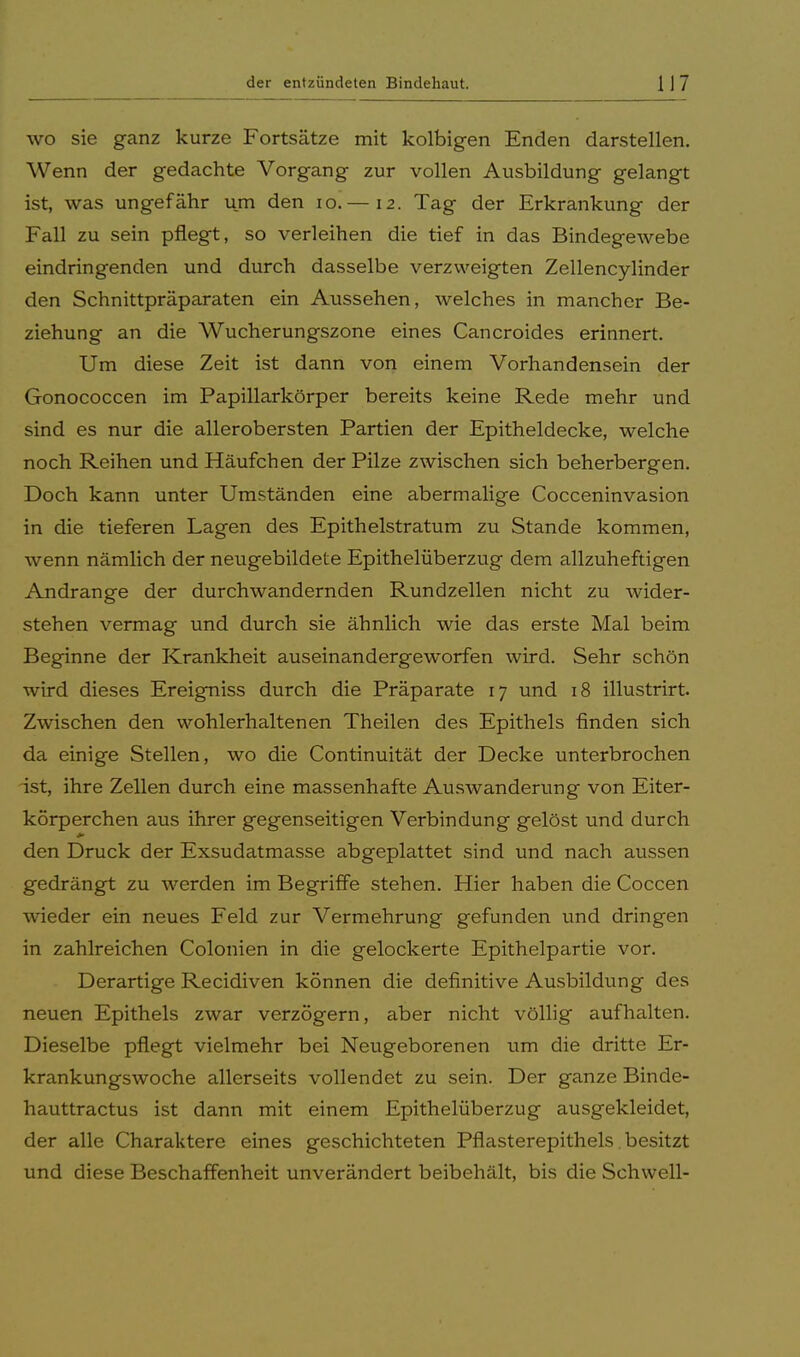 wo sie ganz kurze Fortsätze mit kolbigen Enden darstellen. Wenn der gedachte Vorgang zur vollen Ausbildung gelangt ist, was ungefähr um den 10.— 12. Tag der Erkrankung der Fall zu sein pflegt, so verleihen die tief in das Bindegewebe eindringenden und durch dasselbe verzweigten Zellencylinder den Schnittpräparaten ein Aussehen, welches in mancher Be- ziehung an die Wucherungszone eines Cancroides erinnert. Um diese Zeit ist dann von einem Vorhandensein der Gonococcen im Papillarkörper bereits keine Rede mehr und sind es nur die allerobersten Partien der Epitheldecke, welche noch Reihen und Häufchen der Pilze zwischen sich beherbergen. Doch kann unter Umständen eine abermalige Cocceninvasion in die tieferen Lagen des Epithelstratum zu Stande kommen, wenn nämlich der neugebildete Epithelüberzug dem allzuheftigen Andränge der durchwandernden Rundzellen nicht zu wider- stehen vermag und durch sie ähnlich wie das erste Mal beim Beginne der Krankheit auseinandergeworfen wird. Sehr schön wird dieses Ereigniss durch die Präparate 17 und 18 illustrirt. Zwischen den wohlerhaltenen Theilen des Epithels finden sich da einige Stellen, wo die Continuität der Decke unterbrochen ist, ihre Zellen durch eine massenhafte Auswanderung von Eiter- körperchen aus ihrer gegenseitigen Verbindung gelöst und durch den Druck der Exsudatmasse abgeplattet sind und nach aussen gedrängt zu werden im Begriffe stehen. Hier haben die Coccen wieder ein neues Feld zur Vermehrung gefunden und dringen in zahlreichen Colonien in die gelockerte Epithelpartie vor. Derartige Recidiven können die definitive Ausbildung des neuen Epithels zwar verzögern, aber nicht völlig aufhalten. Dieselbe pflegt vielmehr bei Neugeborenen um die dritte Er- krankungswoche allerseits vollendet zu sein. Der ganze Binde- hauttractus ist dann mit einem Epithelüberzug ausgekleidet, der alle Charaktere eines geschichteten Pflasterepithels besitzt und diese Beschaffenheit unverändert beibehält, bis die Schwell-