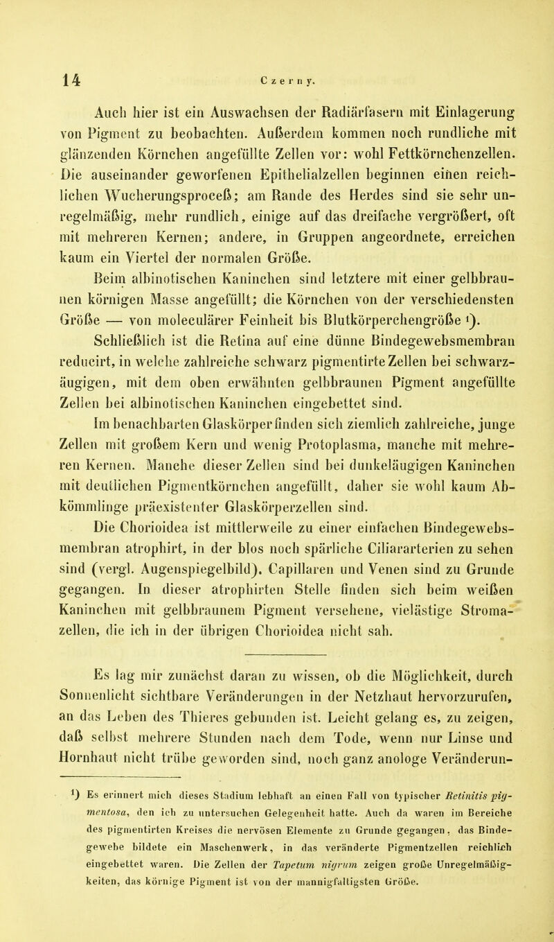 Auch hier ist ein Auswachsen der Radiärfasern mit Einlagerung von Pigment zu beobachten. Außerdem kommen noch rundliche mit glänzenden Körnchen angefüllte Zellen vor: wohl Fettkörnchenzellen. Die auseinander geworfenen Epithelialzellen beginnen einen reich- lichen Wucherungsproceß; am Rande des Herdes sind sie sehr un- regelmäßig, mehr rundlich, einige auf das dreifache vergrößert, oft mit mehreren Kernen; andere, in Gruppen angeordnete, erreichen kaum ein Viertel der normalen Größe. Beim albinotischen Kaninchen sind letztere mit einer gelbbrau- nen körnigen Masse angefüllt; die Körnchen von der verschiedensten Größe — von moleculärer Feinheit bis Blutkörperchengröße *). Schließlich ist die Retina auf eine dünne Bindegewebsmembran reducirt, in welche zahlreiche schwarz pigmentirte Zellen bei schwarz- äugigen, mit dem oben erwähnten gelbbraunen Pigment angefüllte Zellen bei albinotischen Kaninchen eingebettet sind. Im benachbarten Glaskörper finden sich ziemlich zahlreiche, junge Zellen mit großem Kern und wenig Protoplasma, manche mit mehre- ren Kernen. Manche dieser Zellen sind bei dunkeläugigen Kaninchen mit deutlichen Pigmentkörnchen angefüllt, daher sie wohl kaum Ab- kömmlinge präexistenter Glaskörperzellen sind. Die Chorioidea ist mittlerweile zu einer einfachen Bindegewebs- membran atrophirt, in der blos noch spärliche Ciliararterien zu sehen sind (vergl. Augenspiegelbild). Capillaren und Venen sind zu Grunde gegangen. In dieser atrophirten Stelle finden sich beim weißen Kaninchen mit gelbbraunem Pigment versehene, vielästige Stroma- zellen, die ich in der übrigen Chorioidea nicht sah. Es lag mir zunächst daran zu wissen, ob die Möglichkeit, durch Sonnenlicht sichtbare Veränderungen in der Netzhaut hervorzurufen, an das Leben des Thieres gebunden ist. Leicht gelang es, zu zeigen, daß selbst mehrere Stunden nach dem Tode, wenn nur Linse und Hornhaut nicht trübe geworden sind, noch ganz anologe Veränderun- *) Es erinnert mich dieses Stadiuni lebhaft an einen Fall von typischer Retinitis pig- mentosa, den ich zu untersuchen Gelegenheit hatte. Auch da waren im Bereiche des pigmentirten Kreises die nervösen Elemente zu Grunde gegangen. das Binde- gewebe bildete ein Maschenwerk, in das veränderte Pigmentzellen reichlich eingebettet waren. Die Zellen der Tapetum nigrum zeigen große Unregelmäßig- keiten, das körnige Pigment ist von der mannigfaltigsten Größe.