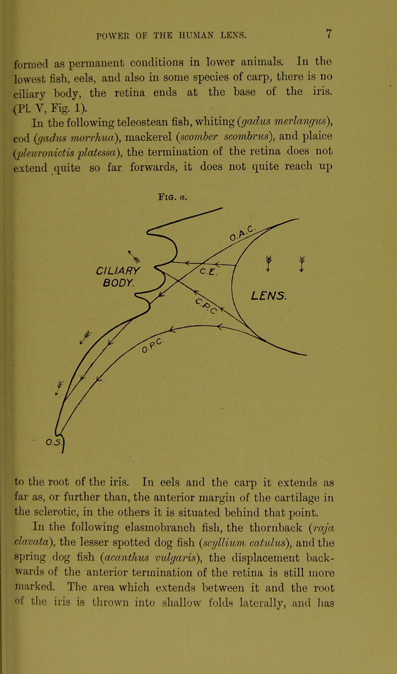 formed as permanent conditions in lower animals. In the lowest fish, eels, and also in some species of carp, there is no ciliary body, the retina ends at the base of the iris. (PI. V, Fig. 1). In the following teleostean fish, whiting {gadus merlangus), cod {gadiis mon-hua), mackerel (scomber scombrus), and plaice {pleuronidis platessa), the termination of the retina does not extend quite so far forwards, it does not quite reach up Fia. a. to the root of the iris. In eels and the carp it extends as far as, or further than, the anterior margin of the cartilage in the sclerotic, in the others it is situated behind that point. In the following elasmobranch fish, the thornback (rafa clavata), the lesser spotted dog fish {scyllium catulus), and the spring dog fish (acanthus vulgaris), the displacement back- wards of the anterior termination of the retina is still more marked. The area which extends between it and the root of the iris is thrown into shallow folds laterally, and has