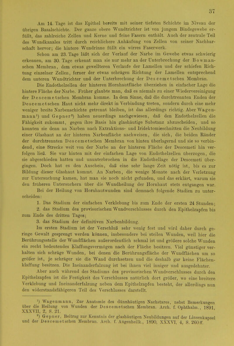 Am 14. Tage ist das Epithel bereits mit seiner tiefsten Schichte im Niveau der übrigen Basalschichte. Der ganze obere Wundtrichter ist von jungem Bindegewebe er- füllt, das zahlreiche Zellen und Korne und feino Fasern enthält. Auch der zentrale Teil des Wundkanales tritt durch reichlichere Anhäufung von Zellen von seiner Nachbar- schaft hervor; die hintere Wunclrinne füllt ein wirres Faserwerk. Schon am 23. Tage läßt sich der Verlauf der Narbe im Gewebe etwas schwierig erkennen, am 30. Tage erkennt man sie nur mehr an der Unterbrechung der Bowman- schen Membran, dem etwas gewellteren Verlaufe der Lamellen und der schiefen Rich- tung einzelner Zellen, ferner der etwas schrägen Richtung der Lamellen entsprechend dem unteren Wundtrichter und der Unterbrechung der Des ccm et sehen Membran. Die Endothelzellen der hinteren Hornhautfläche überziehen in einfacher Lage die hintere Fläche der Narbe. Früher glaubte man, daß es niemals zu einer Wiedervereinigung der Descemetschen Membran komme. Indem Sinne, daß die durchtrennten Enden der Descemetseben Haut nicht mehr direkt in Verbindung treten, sondern durch eine mehr weniger breite Narbenschichte getrennt bleiben, ist das allerdings richtig. Aber Wagen- mann1) und Gepner2) haben neuerdings nachgewiesen, daß den Endothelzellen die Fähigkeit zukommt, gegen ihre Basis hin glashäutige Substanz abzuscheiden, und so konnten sie denn an Narben nach Extraktions- und Iridektomieschnitten die Neubildung einer Glashaut an der hinteren Narbenfläche nachweisen, die sich, die beiden Ränder der durchtrennten Descemetschen Membran von hinten überlagernd und sie so verbin- dend, eine Strecke weit von der Narbe an der hinteren Fläche der Descemeti hin ver- folgen ließ. Sie war hinten mit der einfachen Lage von Endothelzellen überzogen, die sie abgeschieden hatten und ununterbrochen in die Endothellage der Descemeti über- gingen. Doch hat es den Anschein, daß eine sehr lange Zeit nötig ist, bis es zur Bildung dieser Glashaut kommt. An Narben, die wenige Monate nach der Verletzung zur Untersuchung kamen, hat man sie noch nicht gefunden, und das erklärt, warum sie den früheren Untersuchern über die Wundheilung der Hornhaut stets entgangen war. Bei der Heilung von Hornhautwunden sind demnach folgende Stadien zu unter- scheiden: 1. Das Stadium der einfachen Verklebung bis zum Ende der ersten 24 Stunden; 2. das Stadium des provisorischen Wundverschlusses durch den Epithelzapfen bis zum Ende des dritten Tages; 3. das Stadium der definitiven Narbenbildung. Im ersten Stadium ist der Verschluß sehr wenig fest und wird daher durch ge- ringe Gewalt gesprengt werden können, insbesondere bei steilen Wunden, weil hier die Berührungsstelle der Wundflächen außerordentlich schmal ist und größere solche Wunden ein recht bedeutendes Klaffungsvermögen nach der Fläche besitzen. Viel günstiger ver- halten sich schräge Wunden, bei denen die Berührungsfläche der Wundflächen um so größer ist, je schräger sie die Wand durchsetzen und die deshalb gar keine Flächen- klaffung besitzen. Die Ineinanderfalzung ist bei ihnen viel inniger und ausgedehnter. Aber auch während des Stadiums des provisorischen Wundverschlusses durch den Epithelzapfen ist die Festigkeit des Verschlusses natürlich dort größer, wo eine breitere Verklebung und Ineinanderfalzung neben dem Epithelzapfeu besteht, der allerdings nun den widerstandsfähigeren Teil des Verschlusses darstellt. ’) Wagenmann, Zur Anatomie dos dünnhäutigen Nachstares, nebst Bemerkungen über die Heilung von Wunden der Descemetschen Membran. Arch. f. Ophthalm., 1891 XXXVII, 2, S. 21. a) Gepner, Beitrag zur Kenntnis der glashäutigen Neubildungen auf der Linsenkapsel und der Descemetschen Membran. Arch. f. Augenheilk., 1890, XXXVI, 4, S. 260ff.