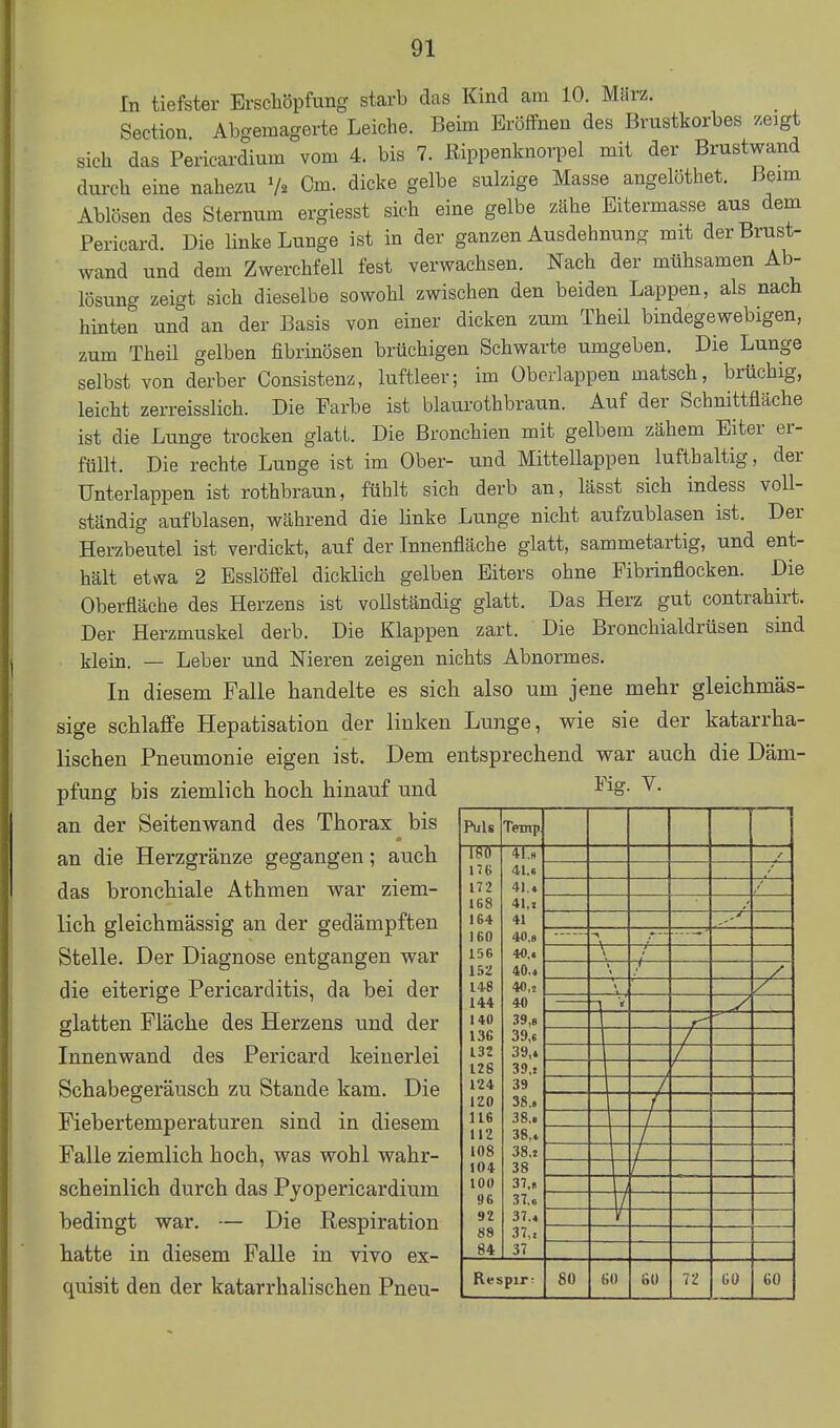 In tiefster Erschöpfung starb das Kind am 10. März. Section Abc^emagerte Leiche. Beim Eröffnen des Brustkorbes zeigt sieh das Pericardium vom 4. bis 7. ßippenknorpel mit der Brustwand durch eine nahezu Cm. dicke gelbe sulzige Masse angelöthet. Beim Ablösen des Sternum ergiesst sich eine gelbe zähe Bitermasse aus dem Pericard. Die linke Lunge ist in der ganzen Ausdehnung mit der Brust- wand und dem Zwerchfell fest verwachsen. Nach der mühsamen Ab- lösung zeigt sich dieselbe sowohl zwischen den beiden Lappen, als nach hinten und an der Basis von einer dicken zum Theil bindegewebigen, zum Theil gelben fibrinösen brüchigen Schwarte umgeben. Die Lunge selbst von derber Consistenz, luftleer; im Oberlappen matsch, brüchig, leicht zerreisslich. Die Farbe ist blaurothbraun. Auf der Schnittfläche ist die Lunge trocken glatt. Die Bronchien mit gelbem zähem Eiter er- füllt. Die rechte Lunge ist im Ober- und Mittellappen lufthaltig, der Unterlappen ist rothbraun, fühlt sich derb an, lässt sich indess voll- ständig aufblasen, während die Hnke Lunge nicht aufzublasen ist. Der Herzbeutel ist verdickt, auf der Innenfläche glatt, sammetartig, und ent- hält etwa 2 Esslöffel dicklich gelben Biters ohne Fibrinflocken. Die Oberfläche des Herzens ist vollständig glatt. Das Herz gut contrahirt. Der Herzmuskel derb. Die Klappen zart. Die Bronchialdrüsen sind klein. — Leber und Nieren zeigen nichts Abnormes. In diesem Falle handelte es sich also um jene mehr gleichmäs- sige schlaffe Hepatisation der linken Lunge, wie sie der katarrha- lischen Pneumonie eigen ist. Dem entsprechend war auch die Däm- pfung bis ziemlich hoch hinauf und ^^'^S- ^• an der Seitenwand des Thorax bis an die Herzgränze gegangen; auch das bronchiale Athmen war ziem- lich gleichmässig an der gedämpften Stelle. Der Diagnose entgangen war die eiterige Pericarditis, da bei der glatten Fläche des Herzens und der Innenwand des Pericard keinerlei Schabegeräusch zu Stande kam. Die Fiebertemperaturen sind in diesem Falle ziemlich hoch, was wohl wahr- scheinlich durch das Pyopericardium bedingt war. — Die Respiration hatte in diesem Falle in vivo ex- quisit den der katarrhalischen Pneu- PuU Temp, TW 172 168 164 160 15G 152 148 144 140 13G 132 128 124 120 116 112 108 !04 lOü 96 92 88 84 41.8 41.» 41,] 41 40.8 40, < 40.« 40,1 4« 39,B 39,« 39,« 39,j 39 38.. 38,< 38,» 38,1 38 37,« 37.6 37.« 37,, 37 Respir: 80 1 6U 72 60