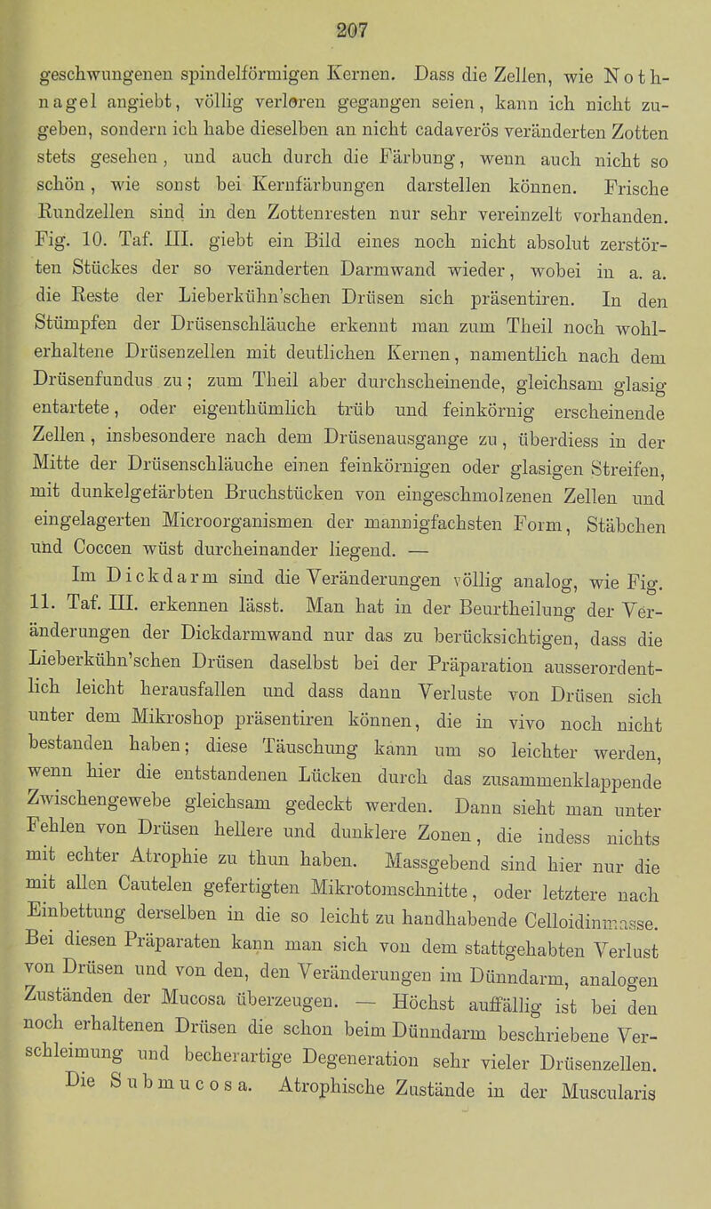 geschwungenen spindelförmigen Kernen, Dass die Zellen, wie Noth- nagel angiebt, völlig verloren gegangen seien, kann ich nicht zu- geben, sondern ich habe dieselben an nicht cadaverös veränderten Zotten stets gesehen , und auch durch die Färbung, wenn auch nicht so schön, wie sonst bei Kerufärbungen darstellen können. Frische Rundzellen sind iji den Zottenresten nur sehr vereinzelt vorhanden. Fig. 10. Taf. III. giebt ein Bild eines noch nicht absolut zerstör- ten Stückes der so veränderten Darmwand wieder, wobei in a. a. die Reste der Lieberkühn'schen Drüsen sich präsentiren. In den Stümpfen der Drüsenschläuche erkennt man zum Theil noch wohl- erhaltene Drüsenzellen mit deutlichen Kernen, namentlich nach dem Drüsenfundus zu; zum Theil aber durchscheinende, gleichsam glasig entartete, oder eigenthümlich trüb und feinkörnig erscheinende Zellen , insbesondere nach dem Drüsenausgange zu, überdiess in der Mitte der Drüsenschläuche einen feinkörnigen oder glasigen Streifen, mit dunkelgelärbten Bruchstücken von eingeschmolzenen Zellen und eingelagerten Microorganismen der mannigfachsten Form, Stäbchen und Coccen wüst durcheinander liegend. — Im Dickdarm sind die Veränderungen völlig analog, wie Fig. 11. Taf. III. erkennen lässt. Man hat in der Beurtheilung der Ver- änderungen der Dickdarmwand nur das zu berücksichtigen, dass die Lieberkühn'schen Drüsen daselbst bei der Präparatiou ausserordent- lich leicht herausfallen und dass dann Verluste von Drüsen sich unter dem Mikroshop präsentiren können, die in vivo noch nicht bestanden haben; diese Täuschung kann um so leichter werden, wenn hier die entstandenen Lücken durch das zusammenklappende Zwischengewebe gleichsam gedeckt werden. Dann sieht man unter Fehlen von Drüsen hellere und dunklere Zonen, die indess nichts mit echter Atrophie zu thun haben. Massgebend sind hier nur die mit allen Cautelen gefertigten Mikrotomschnitte, oder letztere nach Einbettung derselben in die so leicht zu handhabende Celloidinmasse. Bei diesen Präparaten kann man sich von dem stattgehabten Verlust von Drüsen und von den, den Veränderungen im Dünndarm, analogen Zustanden der Mucosa überzeugen. - Höchst auffällig ist bei den noch erhaltenen Drüsen die schon beim Dünndarm beschriebene Ver- schleimung und becherartige Degeneration sehr vieler Drüsenzellen. Die Submucosa. Atrophische Zustände in der Muscularis