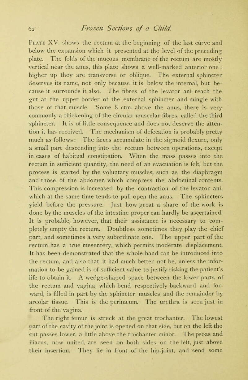 Plate XV. shows the rectum at the beo-inninor of the last curve and below the expansion which it presented at the level of the preceding plate. The folds of the mucous membrane of the rectum are mo?;tly vertical near the anus, this plate shows a well-marked anterior one ; higher up they are transverse or oblique. The external sphincter deserves its name, not only because it is below the internal, but be- cause it surrounds it also. The fibres of the levator ani reach the gut at the upper border of the external sphincter and mingle with those of that muscle. Some 8 ctm. above the anus, there is very commonly a thickening of the circular muscular fibres, called the third sphincter. It is of little consequence and does not deserve the atten- tion it has received. The mechanism of defecation is probably pretty much as follows: The feeces accumulate in the sigmoid flexure, only a small part descending into the rectum between operations, except in cases of habitual constipation. When the mass passes into the rectum in sufficient quantity, the need of an evacuation is felt, but the process is started by the voluntary muscles, such as the diaphragm and those of the abdomen which compress the abdominal contents. This compression is increased by the contraction of the levator ani, which at the same time tends to pull open the anus. The sphincters yield before the pressure. Just how great a share of the work is done by the muscles of the intestine proper can hardly be ascertained. It is probable, however, that their assistance is necessary to com- pletely empty the rectum. Doubtless sometimes they play the chief part, and sometimes a very subordinate one. The upper part of the rectum has a true mesentery, which permits moderate displacement. It has been demonstrated that the whole hand can be introduced into the rectum, and also that it had much better not be, unless the infor- mation to be gained is of sufficient value to justify risking the patient's life to obtain it. A wedge-shaped space between the lower parts of the rectum and vagina, which bend respectively backward and for- ward, is filled in part by the sphincter muscles and the remainder by areolar tissue. This is the perinaeum. The urethra is seen just in front of the vagina. The right femur is struck at the great trochanter. The lowest part of the cavity of the joint is opened on that side, but on the left the cut passes lower, a little above the trochanter minor. The psoas and iliacus, now united, are seen on both sides, on the left, just above their insertion. They lie in front of the hip-joint, and send some