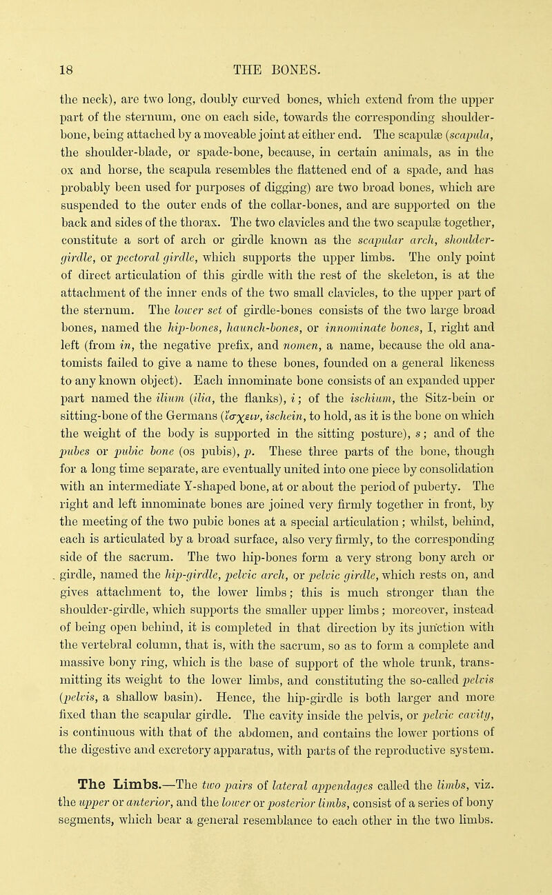 the neck), are two long, doubly curved bones, which extend from the upper part of the sternum, one on each side, towards the corresponding shoulder- bone, being attached by a moveable joint at either end. The scapulje {scapula, the shoulder-blade, or spade-bone, because, in certain animals, as in the ox and horse, the scapula resembles the flattened end of a spade, and has probably been used for purposes of digging) are two broad bones, which are suspended to the outer ends of the collar-bones, and are supported on the back and sides of the thorax. The two clavicles and the two scapulae together, constitute a sort of arch or gu-dle known as the scapular arch, slioulcler- girdle, or pectoral girdle, which supports the upper limbs. The only point of direct articulation of this girdle with the rest of the skeleton, is at the attachment of the inner ends of the two small clavicles, to the upper part of the sternum. The lower set of girdle-bones consists of the two large broad bones, named the hijJ-hones, haunch-hones, or innominate hones, I, right and left (from in, the negative prefix, and nomen, a name, because the old ana- tomists failed to give a name to these bones, founded on a general likeness to any known object). Each innominate bone consists of an expanded upper part named the ilinm {ilia, the flanks), i; of the ischium, the Sitz-bein or sitting-bone of the Germans (ca-'x^siv, ischein, to hold, as it is the bone on which the weight of the body is supported in the sitting posture), s; and of the jmhes or pwi^ic hone (os pubis), p. These three parts of the bone, though for a long time separate, are eventually united into one piece by consolidation with an intermediate Y-shaped bone, at or about the period of puberty. The right and left innominate bones are joined very firmly together in front, by the meeting of the two pubic bones at a special articulation ; whilst, behind, each is articulated by a broad surface, also very firmly, to the corresponding side of the sacrum. The two hip-bones form a very strong bony arch or girdle, named the hip-girdle, jyelric arch, or pelvic girdle, which rests on, and gives attachment to, the lower limbs; this is much stronger than the shoulder-girdle, which supports the smaller upper limbs; moreover, instead of being open behind, it is completed in that direction by its junction with the vertebral column, that is, with the sacrum, so as to form a complete and massive bony ring, which is the base of support of the whole trunk, trans- mitting its weight to the lower limbs, and constituting the so-called pelvis {pelvis, a shaUow basin). Hence, the hip-girdle is both larger and more fixed than the scapular girdle. The cavity inside the pelvis, or pelvic cavitij, is continuous with that of the abdomen, and contains the lower portions of the digestive and excretory apparatus, with parts of the reproductive system. The Limbs.—The two pairs of lateral appendages called the limhs, viz. the upper or anterior, and the lower or posterior limbs, consist of a series of bony segments, which bear a general resemblance to each other in the two limbs.