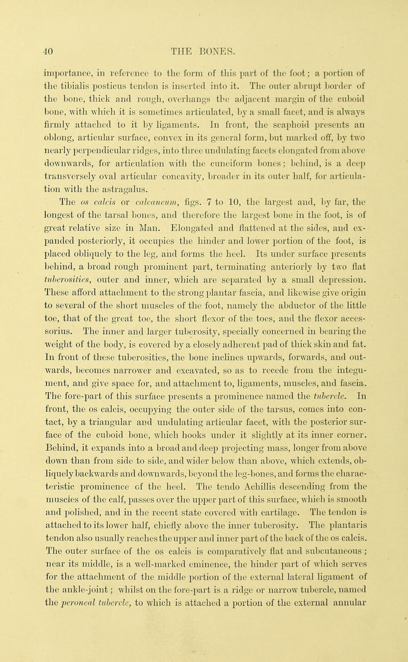 importance, in reference to the form of this part of the foot; a portion of the tibiaHs posticus tendon is inserted into it. The outer abrupt border of the bone, thick and rough, overhangs the adjacent margin of the cuboid bone, with which it is sometimes articulated, by a smah facet, and is ahvays firmly attached to it by ligaments. In front, the scaphoid presents an oblong, articular surface, convex in its general form, but marked off, b)^ two nearly perpendicular ridges, into three undulating facets elongated from above downwards, for articulation with the cuneiform bones; behind, is a deep transversely oval articular concavity, broader in its outer half, for articula- tion with the astragalus. The OS calcis or calcaneum, figs. 7 to 10, the largest and, by far, the longest of the tarsal bones, and therefore the largest bone in the foot, is of great relative size in Man. Elongated and flattened at the sides, and ex- panded posteriorly, it occupies the hinder and lower portion of the foot, is placed obliquely to the leg, and forms the heel. Its under surface presents behind, a broad rough prominent part, terminating anteriorly by two flat tvherosities, outer and inner, which are separated by a small depression. These afford attachment to the strong plantar fascia, and likewise give origin to several of the short muscles of the foot, namely the abductor of the little toe, that of the great toe, the short flexor of the toes, and the flexor acces- Borius. The inner and larger tuberosity, specially concerned in bearing the weight of the body, is covered by a closely adherent pad of thick skin and fat. In front of these tuberosities, the bone inclines upwards, forwards, and out- wards, becomes narrower and excavated, so as to recede from the integu- ment, and give space for, and attachment to, ligaments, muscles, and fascia. The fore-part of this surface presents a prominence named the tuherclc. In front, the os calcis, occupying the outer side of the tarsus, comes into con- tact, by a triangular and undulating articular facet, with the posterior sur- face of the cuboid bone, which hooks under it slightly at its inner corner. Behind, it expands into a broad and deep projecting mass, longer from above down than from side to side, and wider below than above, which extends, ob- liquely backwards and downwards, beyond the leg-bones, and forms the charac- teristic prominence of the heel. The tendo Achillis descending from the muscles of the calf, passes over the upper part of this surface, which is smooth and polished, and in the recent state covered with cartilage. The tendon is attached to its lower half, chiefly above the inner tuberosity. The plantaris tendon also usually reaches the upper and inner part of the back of the os calcis. The outer surface of the os calcis is comparatively flat and subcutaneous ; near its middle, is a well-marked eminence, the hinder part of which serves for the attachment of the middle portion of the external lateral ligament of the ankle-joint; whilst on the fore-part is a ridge or narrow tubercle, named the peronml tubercle, to which is attached a portion of the external annular