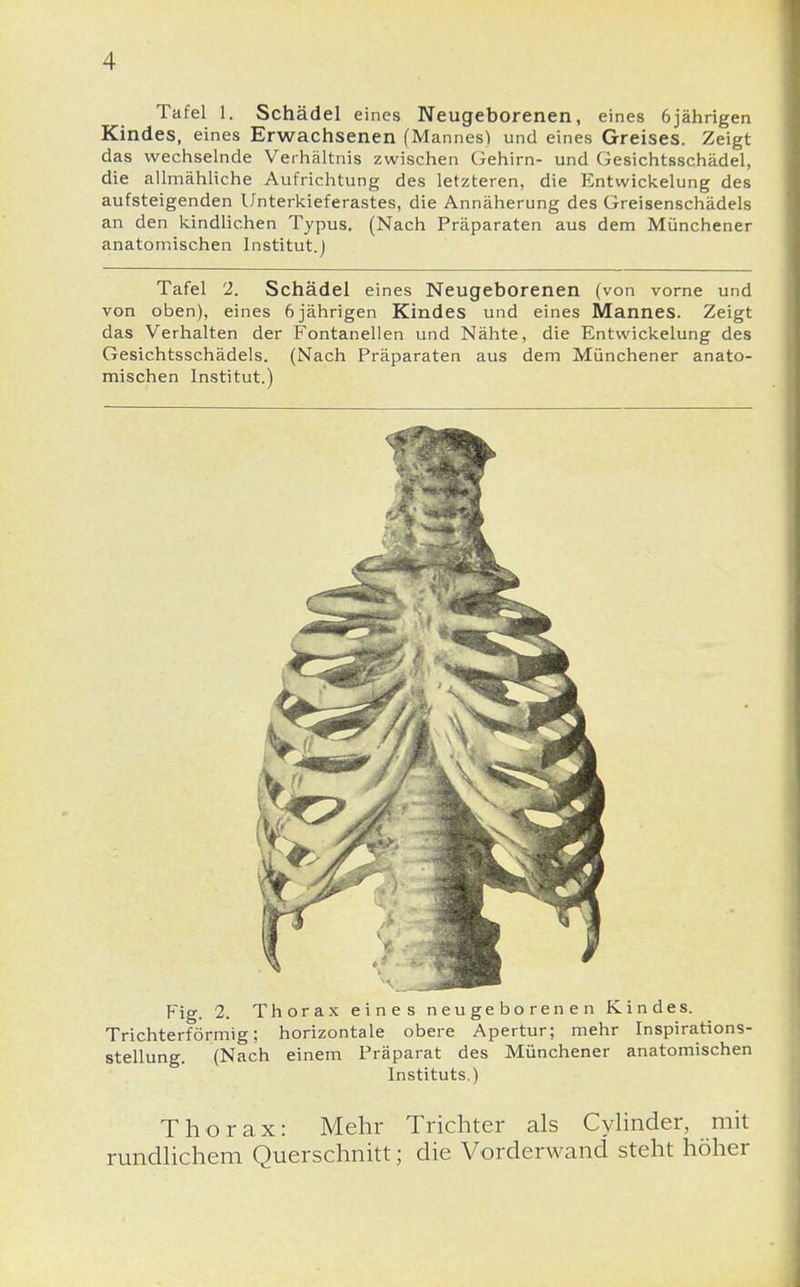 Tafel 1. Schädel eines Neugeborenen, eines 6jährigen Kindes, eines Erwachsenen (Mannes) und eines Greises. Zeigt das wechselnde Verhältnis zwischen Gehirn- und Gesichtsschädel, die allmähliche Aufrichtung des letzteren, die Entwicklung des aufsteigenden Unterkieferastes, die Annäherung des Greisenschädels an den kindlichen Typus. (Nach Präparaten aus dem Münchener anatomischen Institut.] Tafel 2. Schädel eines Neugeborenen (von vorne und von oben), eines 6 jährigen Kindes und eines Mannes. Zeigt das Verhalten der Fontanellen und Nähte, die Entwickelung des Gesichtsschädels. (Nach Präparaten aus dem Münchener anato- mischen Institut.) Fig. 2. Thorax eines neugeborenen Kindes. Trichterförmig; horizontale obere Apertur; mehr Inspirations- stellung. (Nach einem Präparat des Münchener anatomischen Instituts.) Thorax: Mehr Trichter als Cylinder, mit rundlichem Querschnitt; die Vorderwand steht höher