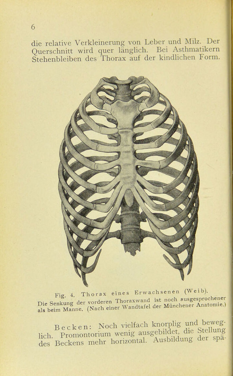 die relative Verkleinerung von Leber und Milz. Der Querschnitt wird quer länglich. Bei Asthmatikern Stehenbleiben des Thorax auf der kindlichen Form. Fie 4 Thorax eines Erwachsenen (Weib). t^- c i™n«r der vorderen Thoraxwand ist noch ausgesprochener Ss^eÄnt. (Nachher Wandtafel der Münchener Anatomie.) Becken: Noch vielfach knorplig und beweg- lich Promontorium wenig ausgebildet die Stellung des Beckens mehr horizontal. Ausbildung dei spa-