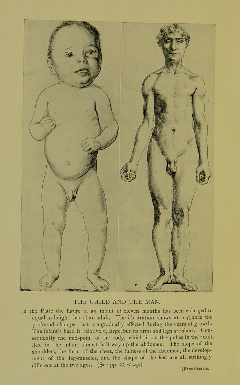 THE CHILD AND THE MAN. In the Plate the figure of an infant of eleven months has been enlarged to equal in height that of an adult. The illustration shows at a glance the profound changes that are gradually effected during the years of growth. The infant's head is, relatively, large, but its arms and legs are short. Con- sequently the mid-point of the body, which is at the pubes in the adult, lies, in the infant, almost half-way up the abdomen. The slope of the shoulders, the form of the chest, the fulness of the abdomen, the develop- ment of the leg-muscles, and the shape of the feet are all strikingly different at the two ages. (See pp. 23 el seq.) ° [frontispiece.