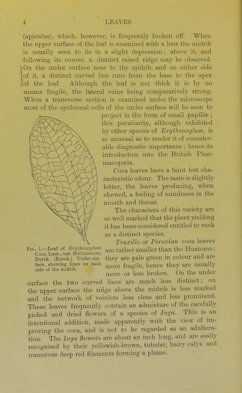 (apiculus), which, however, is frequently broken off. When the upper surface of the leaf is examined with a lens the midrib is usually seen to lie in a slight depression; above it, and following its course, a distinct raised ridge may be observed. On the under surface near to the midrib, and on either side of it, a distinct curved line runs from the base to the apex of the leaf. Although the leaf is not thick it is by no means fragile, the lateral veins being comparatively strong. When a transverse section is examined under the microscope most of the epidermal cells of the under surface will be seen to project in the form of small papillae ; this peculiarity, although exhibited by other species of Erythroxylam, is so unusual as to render it of consider- able diagnostic importance ; hence its introduction into the British Phar- macopoeia. Coca leaves have a faint but cha- racteristic odour. The taste is slightly bitter, the leaves producing, when chewed, a feeling of numbness in the mouth and throat. The characters of this variety are so well marked that the plant yielding it has been considered entitled to rank as a distinct species. Truxillo or Peruvian coca leaves Fig. i.—Leaf of Erythroxyium rather smaller than the Huanuco ; Coca, Lam., \&r. Bohvianum, , they are pale green m colour and aie more fragile, hence they are usually more or less broken. On the under surface the two curved lines are much less distinct; on the upper surface the ridge above the midrib is less marked and the network of veinlets less close and less prominent. These leaves frequently contain an admixture of the carefully picked and dried flowers of a species of Inga. This is an intentional addition, made apparently with the view of im- proving the coca, and is not to be regarded as an adultera- tion. The Inga flowers are about an inch long, and are easily recognised by their yellowish-brown, tubular, hairy calyx and numerous deep red filaments forming a plume. Burck. (Burck.) Under sur- face, showing lines on each side of the midrib.