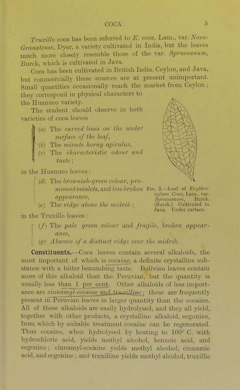 Truxillo coca has been referred to E. coca, Lam., var. Novo- Granatense, Dyer, a variety cultivated in India, but the leaves much more closely resemble those of the var. Spruceanum, Burck, which is cultivated in Java. Coca has been cultivated in British India, Ceylon, and Java, but commercially these sources are at present unimportant. Small quantities occasionally reach the market from Ceylon; they correspond in physical characters to the Huanuco variety. The student should observe in both varieties of coca leaves (a) The curved lines on the under surface of the leaf, -(b) The minute horny apiculus, (c) The characteristic odour and taste : in the Huanuco leaves : (cZ) The brownish-green colour, pro- mineiitveinlets,and/ess broken Fig. 2.—Leaf of Erythro- xylum Coca, Lam., var. appearance, Sprucecmum, Burck. (e) The ridge above the midrib ; (Burck.) Cultivated in Java. Under surface. in the Truxillo leaves : [ (/) The pale green colour and fragile, broken appear- ance, , (g) Absence of a distinct ridge over the midrib. Constituents.—Coca leaves contain several alkaloids, the most important of which is cocaine, a definite crystalline sub- stance with a bitter benumbing taste. Bolivian leaves contain more of this alkaloid than the Peruvian, but the quantity is usually less than 1 per cent. Other alkaloids of less import- ance are cinnami/l-cocaine an.d, tr.u-r.i,W,np.• these are frequently present in Peruvian leaves in larger quantity than the cocaine. All of these alkaloids are easily hydrolysed, and they all yield, together with other products, a crystalline alkaloid, ecgonine, from which by suitable treatment cocaine can be regenerated. Thus cocaine, when hydrolysed by heating to 100° C. with hydrochloric acid, yields methyl alcohol, benzoic acid, and ecgonine; cinnamyl-cocaine yields methyl alcohol, cinnamic acid, and ecgonine ; and truxilline yields methyl alcohol, truxillic