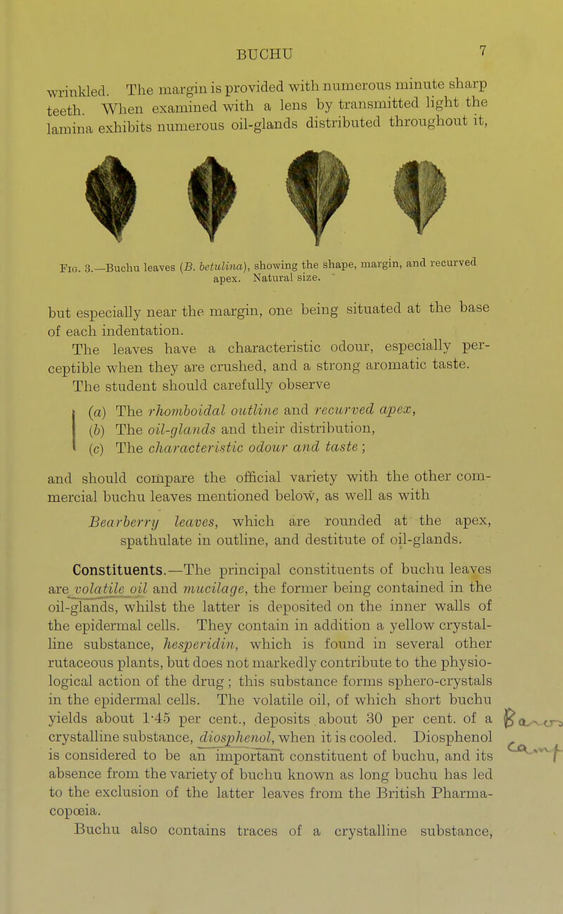 wrinkled. The margin is provided with numerous minute sharp teeth. When examined with a lens by transmitted light the lamina exhibits numerous oil-glands distributed throughout it, Fig. 3.—Buchu leaves (B. betulina), showing the shape, margin, and recurved apex. Natural size. but especially near the margin, one being situated at the base of each indentation. The leaves have a characteristic odour, especially per- ceptible when they are crushed, and a strong aromatic taste. The student should carefully observe 1(a) The rhomboidal outline and recurved apex, (b) The oil-glands and their distribution, (c) The characteristic odour and taste; and should compare the official variety with the other com- mercial buchu leaves mentioned below, as well as with Bearberry leaves, which are rounded at the apex, spathulate in outline, and destitute of oil-glands. Constituents.—The principal constituents of buchu leaves axejiolatile oil and mucilage, the former being contained in the oil-glands, whilst the latter is deposited on the inner walls of the epidermal cells. They contain in addition a yellow crystal- line substance, hesperidin, which is found in several other rutaceous plants, but does not markedly contribute to the physio- logical action of the drug; this substance forms sphero-crystals in the epidermal cells. The volatile oil, of which short buchu yields about 1*45 per cent., deposits. about 30 per cent, of a crystalline substance, diosphenol, when it is cooled. Diosphenol is considered to be an important constituent of buchu, and its absence from the variety of buchu known as long buchu has led to the exclusion of the latter leaves from the British Pharma- copoeia. Buchu also contains traces of a crystalline substance,