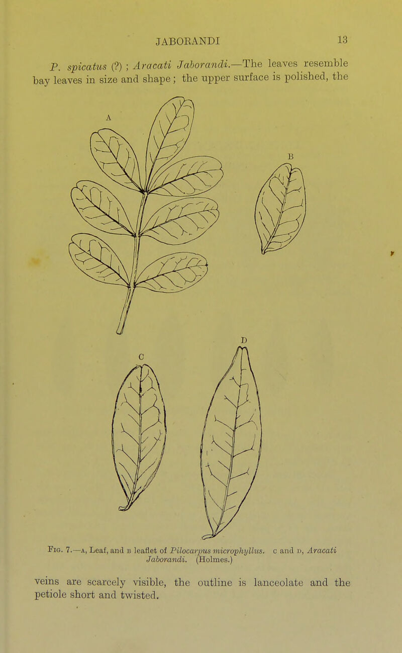 P. spicatus (?) ; Aracati Jaborandi.—The leaves resemble bay leaves in size and sbape; the upper surface is polished, the V Fig. 7.—a, Leaf, and b leaflet of Pilocarpus microphylitis, c and n, Aracati Jaborandi. (Holmes.) veins are scarcely visible, the outline is lanceolate and the petiole short and twisted.