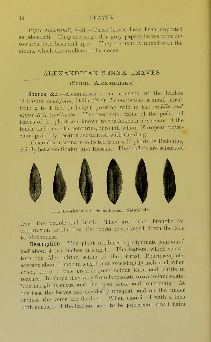 11 U4AVES Piper Jaburandi, Vol I. 'These leaves have; been imported as jaborandi. They are Large thin grey papery leaves tapering towards both base and apex. They are usually mixed with the stems, which are swollen at the nodes. ALEXANDRIAN SENNA LEAVES (Senna Alexandrina) Source &C.—Alexandrian senna consists of the leaflets of Cassia acutifolia, Delile (N.O. Leguminosce), a small shrub from 2 to 4 feet in height, growing wild in the middle and tipper Nile territories. The medicinal value of the pods and leaves of the plant was known to the Arabian physicians of the tenth and eleventh centuries, through whom European physi- cians probably became acquainted with the drug. Alexandrian senna is collected from wild plants by Bedouins, chiefly between Suakin and Kassala. The leaflets are separated Fig. 8.—Alexandrian Senna leaves. Natural size. from the petiole and dried. They are either brought for exportation to the Red Sea ports or conveyed down the Nile to Alexandria. Description. —The plant produces a paripinnate compound leaf about 4 or 5 inches in length. The leaflets, which consti- tute the Alexandrian senna of the British Pharmacopoeia, average about 1 inch in length, not exceeding 1* inch, and, when dried, are of a pale greyish-green colour, thin, and brittle m texture. In shape they vary from lanceolate to ovate-lanceolate. The margin is entire and the apex acute and mucronate. At the base the leaves are decidedly unequal, and on the under surface the veins are distinct. When examined with a lens both surfaces of the leaf are seen to be pubescent, small hairs