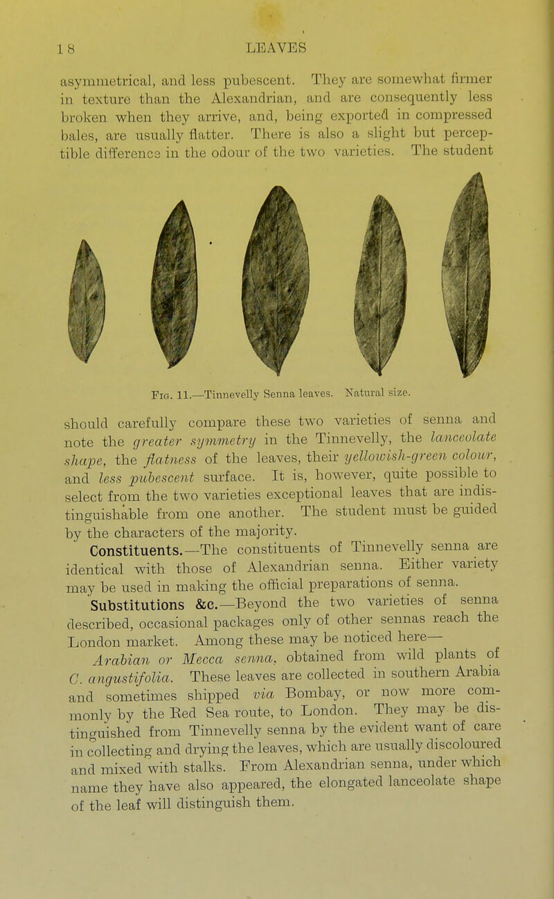 asymmetrical, and less pubescent. They are somewhat firmer in texture than the Alexandrian, and are consequently less broken when they arrive, and, being exported in compressed bales, are usually natter. There is also a slight but percep- tible difference in the odour of the two varieties. The student Fig. 11.—Tinnevelly Senna leaves. Natural size. should carefully compare these two varieties of senna and note the greater symmetry in the Tinnevelly, the lanceolate shape, the flatness of the leaves, their yellowish-green colour, and less pubescent surface. It is, however, quite possible to select from the two varieties exceptional leaves that are indis- tinguishable from one another. The student must be guided by the characters of the majority. Constituents.—The constituents of Tinnevelly senna are identical with those of Alexandrian senna. Either variety may be used in making the official preparations of senna. Substitutions &c—Beyond the two varieties of senna described, occasional packages only of other sennas reach the London market. Among these may be noticed here— Arabian or Mecca senna, obtained from wild plants of G. angustifolia. These leaves are collected in southern Arabia and sometimes shipped via Bombay, or now more com- monly by the Bed Sea route, to London. They may be dis- tinguished from Tinnevelly senna by the evident want of care in collecting and drying the leaves, which are usually discoloured and mixed with stalks. From Alexandrian senna, under which name they have also appeared, the elongated lanceolate shape of the leaf will distinguish them.