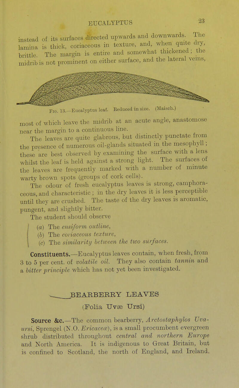 instead of its surfaces directed upwards and downwards The lamina is thick, coriaceous in texture, and, when quite dry, brittle The margin is entire and somewhat thickened; the midrib is not prominent on either surface, and the lateral veins, Fig. 13.—Eucalyptus leaf. Seduced in size. (Maisch.) most of which leave the midrib at an acute angle, anastomose near the margin to a continuous line. The leaves are quite glabrous, but distinctly punctate from the presence of numerous oil-glands situated in the mesophyll; these are best observed by examining the surface with a lens whilst the leaf is held against a strong light. The surfaces of the leaves are frequently marked with a number of minute warty brown spots (groups of cork cells). The odour of fresh eucalyptus leaves is strong, camphora- ceous, and characteristic ; in the dry leaves it is less perceptible until they are crushed. The taste of the dry leaves is aromatic, pungent, and slightly bitter. The student should observe (a) The ensiform outline, (b) The coriaceous texture, (c) The similarity between the two surfaces. Constituents.—Eucalyptus leaves contain, when fresh, from 3 to 5 per cent, of volatile oil. They also contain tannin and a bitter principle which has not yet been investigated. ^ BBARBERRY LEAVES (Folia Uvee Ursi) Source &C.—The common bearberry, Arctostaphylos Uva- ursi, Sprengel (N.O. Ericacece), is a small procumbent evergreen shrub distributed throughout central and northern Europe and North America. It is indigenous to Great Britain, but is confined to Scotland, the north of England, and Ireland.