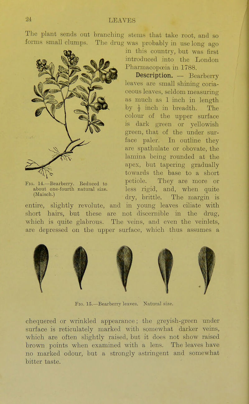 The plant sends out branching stems that take root, and so forms small clumps. The drug was probably in use long ago in this country, but was first introduced into the London Pharmacopoeia in 1788. Description. — Bearberry leaves are small shining coria- ceous leaves, seldom measuring as much as 1 inch in length by | inch in breadth. The colour of the upper surface is dark green or yellowish green, that of the under sur- face paler. In outline they are spathulate or obovate, the lamina being rounded at the apex, but tapering gradually towards the base to a short Fig. H.iBearberry. Eeduced to petiole. They are more or about one-fourth natural size. less rigid, and, when quite (Maisch.) brittle. The margin is entire, slightly revolute, and in young leaves ciliate with short hairs, but these are not discernible in the drug, which is quite glabrous. The veins, and even the veinlets, are depressed on the upper surface, which thus assumes a Fig. 15.—Bearberry leaves. Natural size. chequered or wrinkled appearance; the greyish-green under surface is reticulately marked with somewhat darker veins, which are often slightly raised, but it does not show raised brown points when examined with a lens. The leaves have no marked odour, but a strongly astringent and somewhat bitter taste.