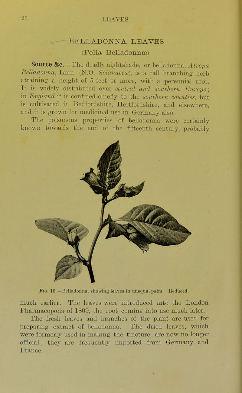 LMAVKS ^ BELLADONNA LEAVES (Folia Belladonnse) Source &c.—The deadly nightshade, or belladonna, Atropa Belladonna, Linn. (N.O. Solanaceai), is a tall branching herb attaining a height of 5 feet or more, with a perennial root. It is widely distributed over central and southern. Europe; in England it is confined chiefly to the southern counties, but is cultivated in Bedfordshire, Hertfordshire, and elsewhere, and it is grown for medicinal use in Germany also. The poisonous properties of belladonna were certainly known towards the end of the fifteenth century, probably Fig. 10.—Belladonna, showing leaves in unequal pairs. Eeduced. much earlier. The leaves were introduced into the London Pharmacopoeia of 1809, the root coming into use much later. The fresh leaves and branches of the plant are used for preparing extract of belladonna. The dried leaves, which were formerly nsed in making the tincture, are now no longer official; they are frequently imported from Germany and France.