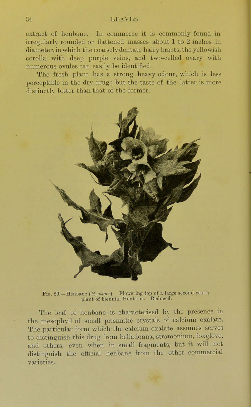 extract of henbane. In commerce it is commonly found in irregularly rounded or flattened masses about 1 to 2 inches in diameter, in which the coarsely dentate hairy bracts, the yellowish corolla with deep purple veins, and two-celled ovary with numerous ovules can easily be identified. The fresh plant has a strong heavy odour, which is less perceptible in the dry drug; but the taste of the latter is more distinctly bitter than that of the former. Fig. 20.—Henbane (H. niger). Flowering top of a large second year's plant of biennial Henbane. Eeduced. The leaf of henbane is characterised by the presence in the mesophyll of small prismatic crystals of calcium oxalate. The particular form which the calcium oxalate assumes serves to distinguish this drug from belladonna, stramonium, foxglove, and others, even when in small fragments, but it will not distinguish the official henbane from the other commercial varieties.