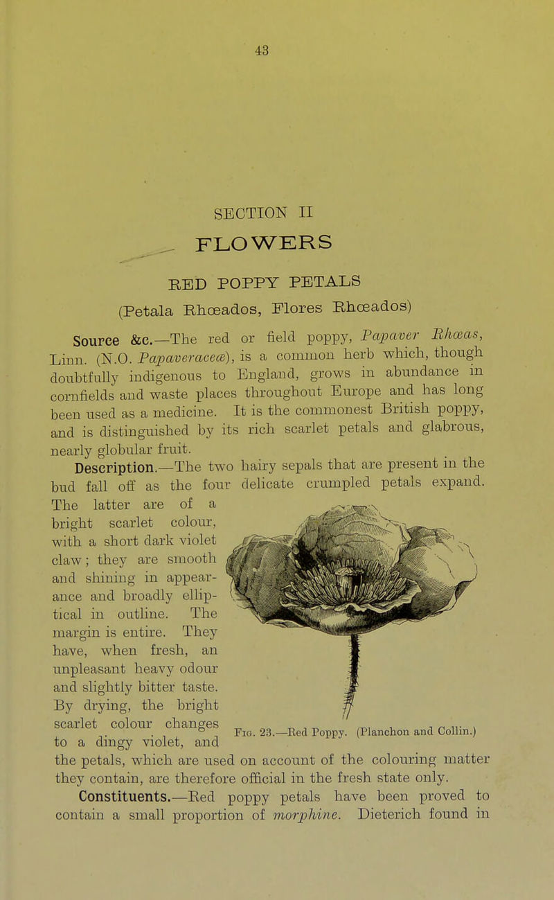 SECTION II FLOWERS RED POPPY PETALS (Petala Rhceados, Plores Rhceados) Source &c—The red or field poppy, Papaver Bhceas, Linn. (N.O. Papaveracece), is a common herb which, though doubtfully indigenous to England, grows in abundance m cornfields and waste places throughout Europe and has long been used as a medicine. It is the commonest British poppy, and is distinguished by its rich scarlet petals and glabrous, nearly globular fruit. Description—The two hairy sepals that are present in the bud fall off as the four delicate crumpled petals expand. The latter are of a < bright scarlet colour, with a short dark violet claw; they are smooth and shining in appear- ance and broadly ellip- tical in outline. The margin is entire. They have, when fresh, an unpleasant heavy odour and slightly bitter taste. By drying, the bright scarlet colour changes ° Fig. 23.—Red Poppy. (Planchon and Collin.) to a dingy violet, and the petals, which are used on account of the colouring matter they contain, are therefore official in the fresh state only. Constituents.—Red poppy petals have been proved to contain a small proportion of morphine. Dieterich found in