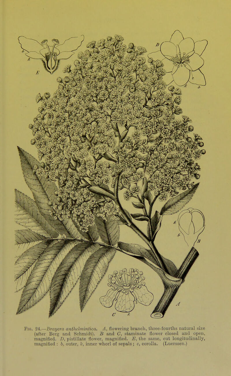Fig. 24.—Braycra anthclmintica. A, flowering branch, three-fourths natural size (after Berg and Schmidt). B and G, staminate flower closed and open, magnified. D, pistillate flower, magnified. E, the same, cut longitudinally, magnified : 6, outer, k, inner whorl of sepals ; c, corolla. (Luerssen.)