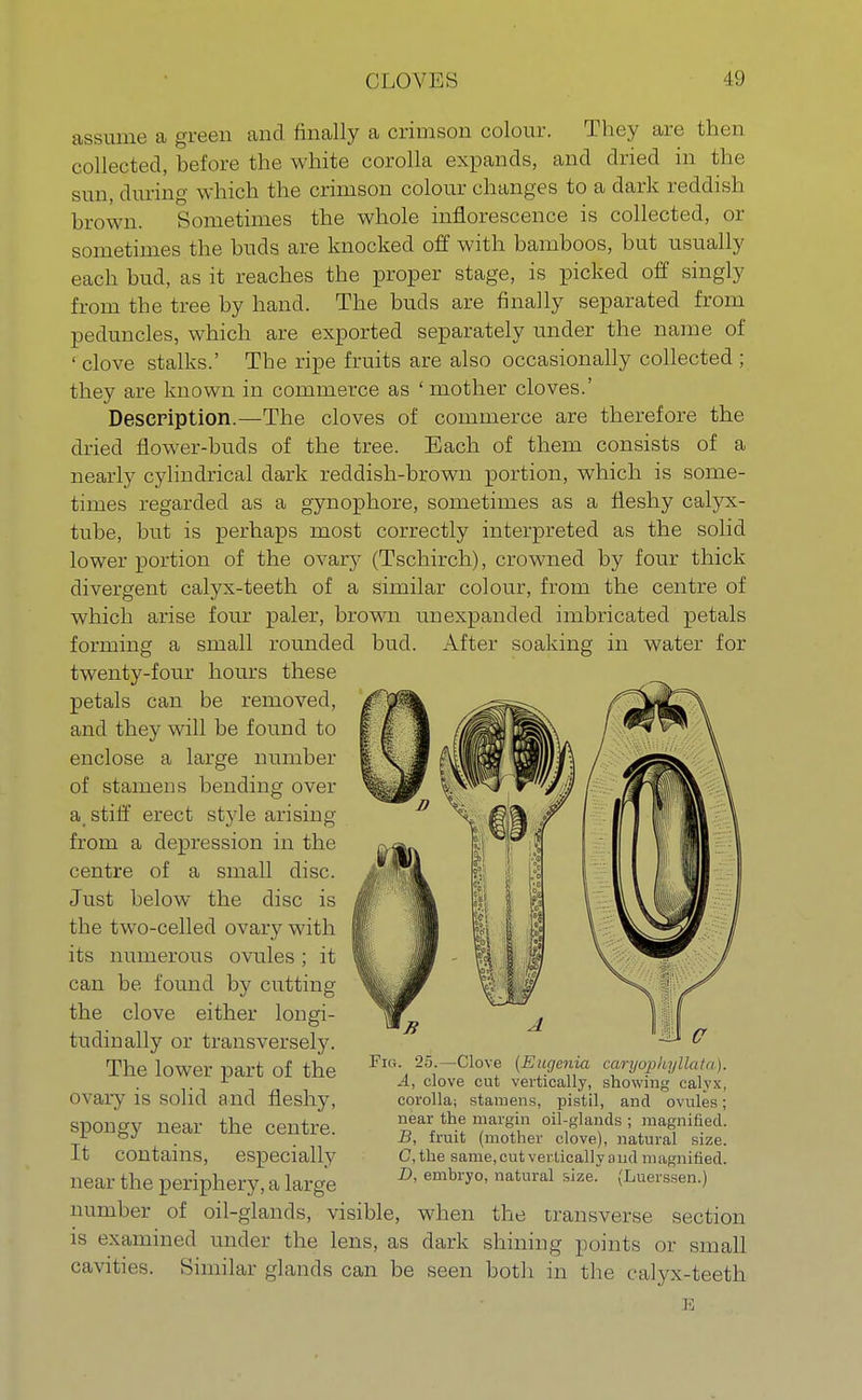 assume a green and finally a crimson colour. They are then collected, before the white corolla expands, and dried in the sun, during which the crimson colour changes to a dark reddish brown. Sometimes the whole inflorescence is collected, or sometimes the buds are knocked off with bamboos, but usually each bud, as it reaches the proper stage, is picked off singly from the tree by hand. The buds are finally separated from peduncles, which are exported separately under the name of ' clove stalks.' The ripe fruits are also occasionally collected ; they are known in commerce as 'mother cloves.' Description.—The cloves of commerce are therefore the dried flower-buds of the tree. Each of them consists of a nearly cylindrical dark reddish-brown portion, which is some- times regarded as a gynophore, sometimes as a fleshy calyx- tube, but is perhaps most correctly interpreted as the solid lower portion of the ovary (Tschirch), crowned by four thick divergent calyx-teeth of a similar colour, from the centre of which arise four paler, brown unexpanded imbricated petals forming a small rounded bud. After soaking in water for twenty-four hours these petals can be removed, and they will be found to enclose a large number of stamens bending over a, stiff erect style arising from a depression in the centre of a small disc. Just below the disc is the two-celled ovary with its numerous ovules ; it can be found by cutting the clove either longi- tudinally or transversely. The lower part of the ovary is solid and fleshy, spongy near the centre. It contains, especially near the periphery, a large number of oil-glands, visible, when the transverse section is examined under the lens, as dark shining points or small cavities. Similar glands can be seen both in the calyx-teeth E Fig. 25.—Clove (Eugenia caryophyllata). Ay clove cut vertically, showing calyx, corolla; stamens, pistil, and ovules; near the margin oil-glands ; magnified. B, fruit (mother clove), natural size. C, the same, cut vertically and magnified. D, embryo, natural size. (Luerssen.)