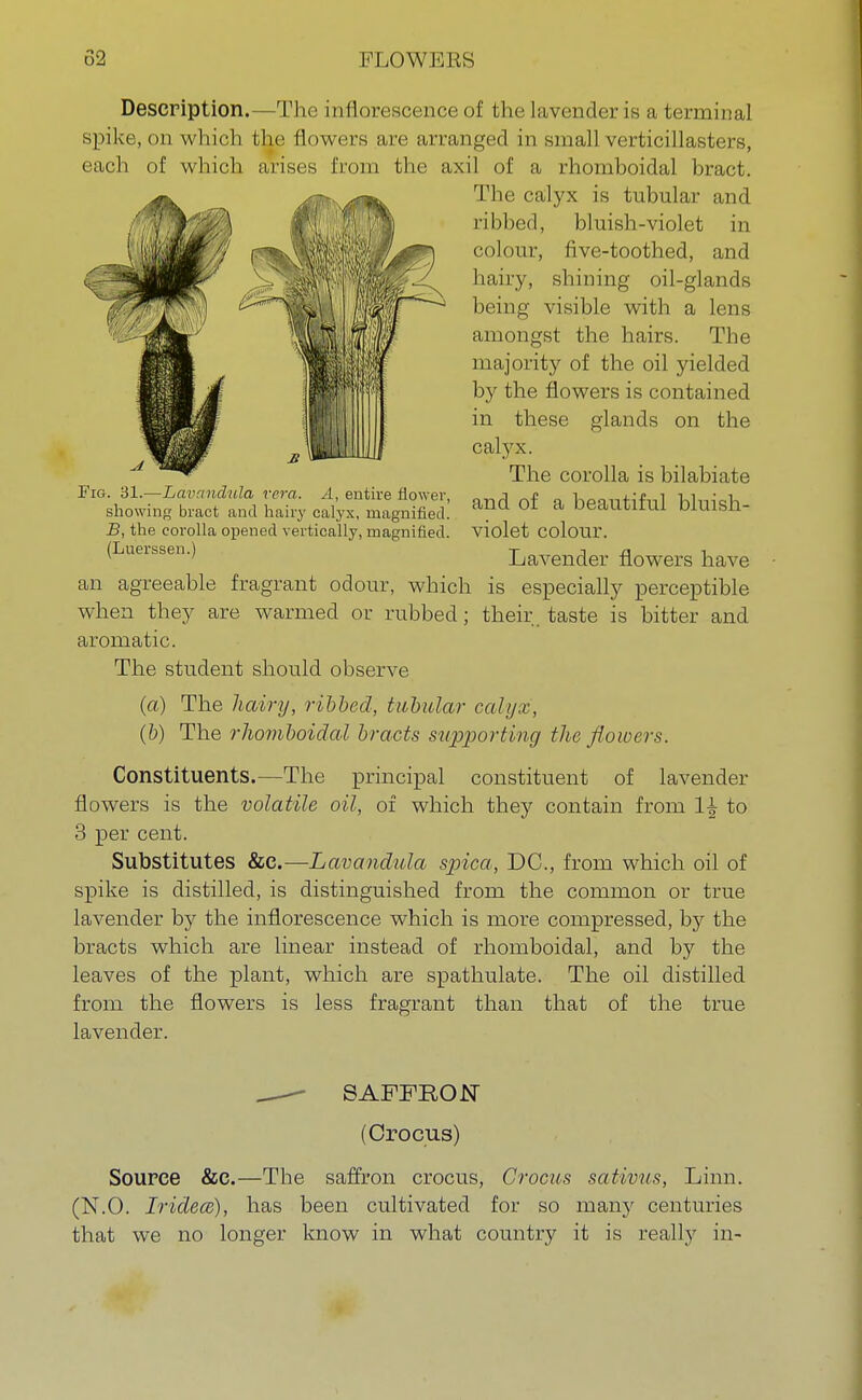 Description.—The inflorescence of the lavender is a terminal spike, on which the flowers are arranged in small verticillasters, each of which arises from the axil of a rhomboidal bract. The calyx is tubular and ribbed, bluish-violet in colour, five-toothed, and hairy, shining oil-glands being visible with a lens amongst the hairs. The majority of the oil yielded by the flowers is contained in these glands on the calyx. The corolla is bilabiate and of a beautiful bluish- violet colour. Lavender flowers have Fig. 31.—Lavandula vera. A, entire flower, showing bract and hairy calyx, magnified. B, the corolla opened vertically, magnified. (Luerssen.) an agreeable fragrant odour, which is especially perceptible when they are warmed or rubbed; their, taste is bitter and aromatic. The student should observe (a) The hairy, rilled, tabular calyx, (b) The rhomboidal bracts supporting the flowers. Constituents.—The principal constituent of lavender flowers is the volatile oil, of which they contain from 1^ to 3 per cent. Substitutes &c.—Lavandula spica, DC, from which oil of spike is distilled, is distinguished from the common or true lavender by the inflorescence which is more compressed, by the bracts which are linear instead of rhomboidal, and by the leaves of the plant, which are spathulate. The oil distilled from the flowers is less fragrant than that of the true lavender. ^- SAFFRON (Crocus) Source &C.—The saffron crocus, Crocus sativus, Linn. (N.O. Iridece), has been cultivated for so many centuries that we no longer know in what country it is really in-