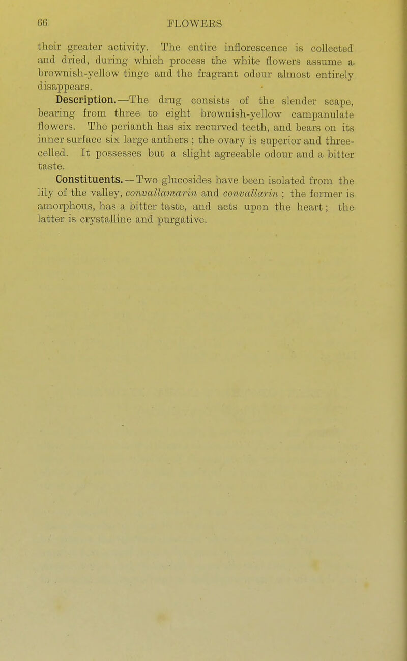 their greater activity. The entire inflorescence is collected and dried, during which process the white flowers assume a brownish-yellow tinge and the fragrant odour almost entirely disappears. Description.—The drug consists of the slender scape, bearing from three to eight brownish-yellow campanulate flowers. The perianth has six recurved teeth, and bears on its inner surface six large anthers ; the ovary is superior and three- celled. It possesses but a slight agreeable odour and a bitter taste. Constituents.—T wo glucosides have been isolated from the lily of the valley, convallamarin and convallarin ; the former is amorphous, has a bitter taste, and acts upon the heart; the latter is crystalline and purgative.