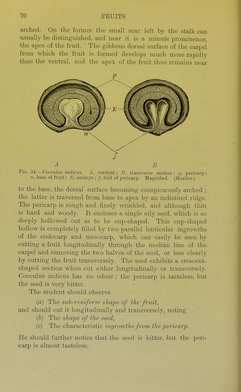 arched. On the former the small scar left by the stalk can usually be distinguished, and near it is a minute prominence, the apex of the fruit. The gibbous dorsal surface of the carpel from which the fruit is formed develops much more rapidly than the ventral, and the apex of the fruit thus remains near V f A B Fig. M.—Cocculus indicus. A, vertical; B, transverse section: p, pericarp; n, base of fruit; E, embryo ; /, fold of pericarp. Magnified. (Moeller.) to the base, the dorsal surface becoming conspicuously arched ; the latter is traversed from base to apex by an indistinct ridge. The pericarp is rough and finely wrinkled, and although thin is hard and woody. It encloses a single oily seed, which is so deeply hollowed out as to be cup-shaped. This cup-shaped hollow is completely filled by two parallel lenticular ingrowths of the endocarp and mesocarp, which can easily be seen by cutting a fruit longitudinally through the median line of the carpel and removing the two halves of the seed, or less clearly by cutting the fruit transversely. The seed exhibits a crescent- shaped section when cut either longitudinally or transversely. Cocculus indicus has no odour; the pericarp is tasteless, but the seed is very bitter. The student should observe (a) The sub-reniform shape of the fruit, and should cut it longitudinally and transversely, noting (b) The shape of the seed, (c) The characteristic ingrowths from the pericarp. He should further notice that the seed is bitter, but the peri- carp is almost tasteless.