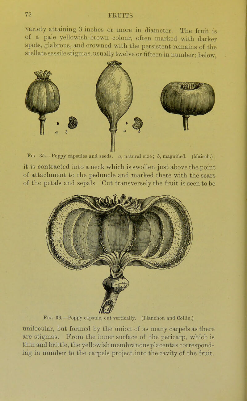 variety attaining ;\ indies or more in diameter. The fruit is of a pale yellowish-browrj colour, often marked with darker spots, glabrous, and crowned with the persistent remains of the stellate sessile stigmas, usually twelve or fifteen in number; below, Fig. 35.—Poppy capsules and seeds, a, natural size ; b, magnified. (Maisch.) , it is contracted into a neck which is swollen just above the point of attachment to the peduncle and marked there with the scars of the petals and sepals. Cat transversely the fruit is seen to be Fig. 36.—Poppy capsule, cut vertically. (Planchon and Collin.) unilocular, but formed by the union of as many carpels as there are stigmas. From the inner surface of the pericarp, which is thin and brittle, the yellowish membranous placentas correspond- ing in number to the carpels project into the cavity of the fruit.