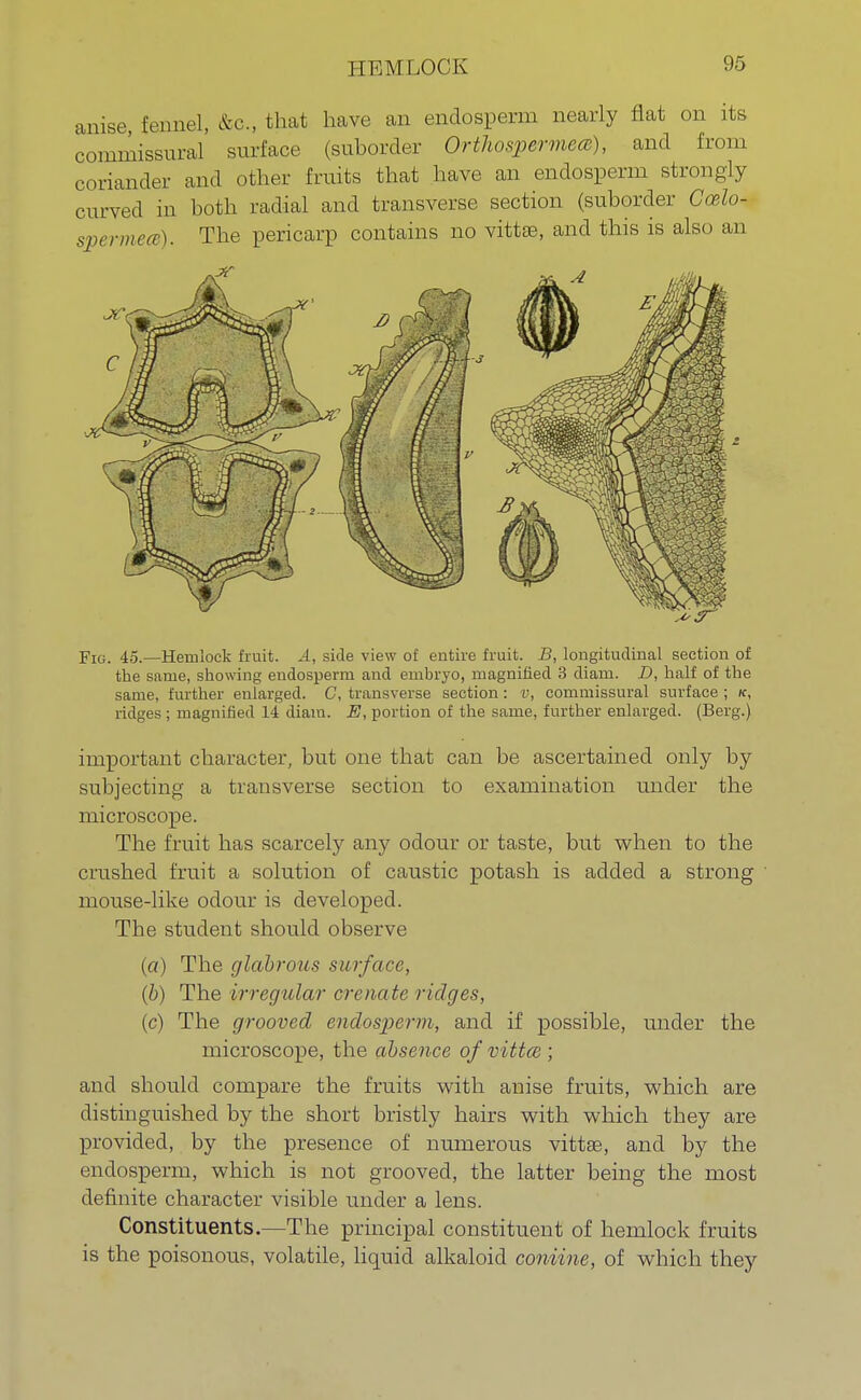 HEMLOCK anise, fennel, &c., that have an endosperm nearly flat on its commissural surface (suborder Orthospermea), and from coriander and other fruits that have an endosperm strongly curved in both radial and transverse section (suborder Ccelo- svermecB). The pericarp contains no vittre, and this is also an Fig. 45.—Hemlock fruit. A, side view of entire fruit. B, longitudinal section of the same, showing endosperm and embryo, magnified 3 diani. D, half of the same, further enlarged. C, transverse section: v, commissural surface ; k, ridges; magnified 14 diam. E, portion of the same, further enlarged. (Berg.) important character, but one that can be ascertained only by subjecting a transverse section to examination under the microscope. The fruit has scarcely any odour or taste, but when to the crashed fruit a solution of caustic potash is added a strong mouse-like odour is developed. The student should observe (a) The glabrous surface, (b) The irregular crenate ridges, (c) The grooved endosperm, and if possible, under the microscope, the absence of vittee ; and should compare the fruits with anise fruits, which are distinguished by the short bristly hairs with which they are provided, by the presence of numerous vittse, and by the endosperm, which is not grooved, the latter being the most definite character visible under a lens. Constituents.—The principal constituent of hemlock fruits is the poisonous, volatile, liquid alkaloid coniine, of which they