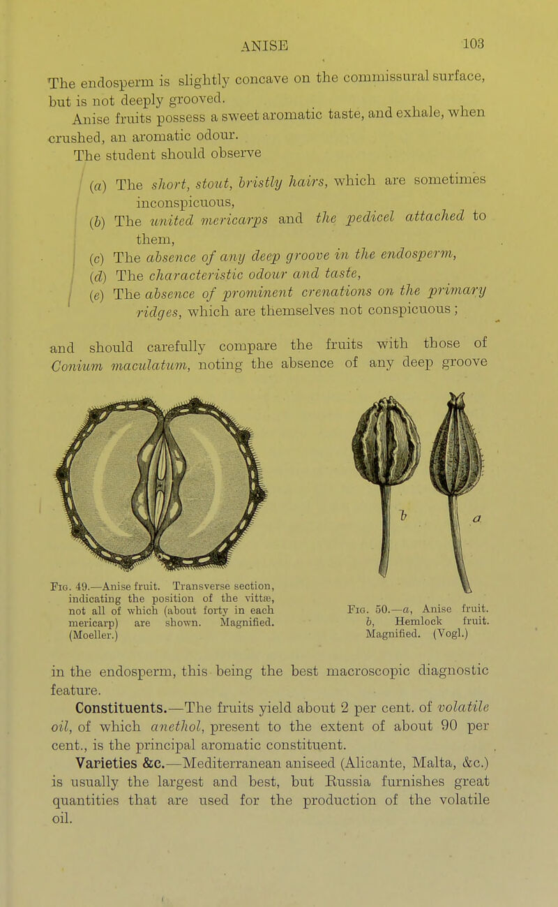 The endosperm is slightly concave on the commissural surface, but is not deeply grooved. Anise fruits possess a sweet aromatic taste, and exhale, when crushed, an aromatic odour. The student should observe (a) The short, stout, bristly hairs, which are sometimes inconspicuous, (b) The united mericarps and the pedicel attached to them, (c) The absence of any deep groove in the endosperm, (d) The characteristic odour and taste, (e) The absence of prominent crenations on the primary ridges, which are themselves not conspicuous ; and should carefully compare the fruits with those of Conium maculatum, noting the absence of any deep groove Fig. 49.—Anise fruit. Transverse section, indicating the position of the vittffl, not all of which (about forty in each mericarp) are shown. Magnified. (Moeller.) Fig. 50.—a, Anise fruit. b, Hemlock fruit. Magnified. (Vogl.) in the endosperm, this being the best macroscopic diagnostic feature. Constituents.—The fruits yield about 2 per cent, of volatile oil, of which anethol, present to the extent of about 90 per cent., is the principal aromatic constituent. Varieties &e.—Mediterranean aniseed (Alicante, Malta, &c.) is usually the largest and best, but Russia furnishes great quantities that are used for the production of the volatile oil.