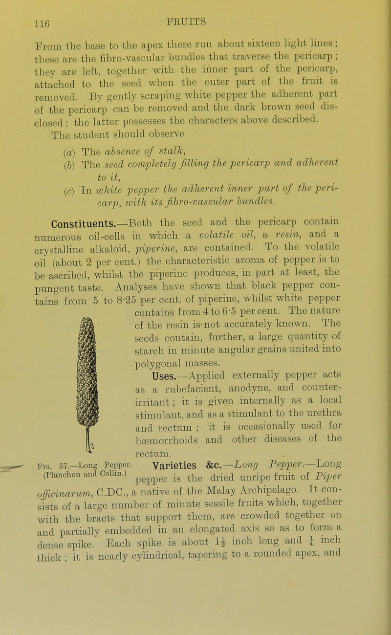 From the base to the apex there run about sixteen light lines; these are the fibro-vascular bundles that traverse the pericarp ; they are left, together with the inner part of the pericarp, attached to the seed when the outer part of the fruit is removed. By gently scraping white pepper the adherent part of the pericarp can be removed and the dark brown seed dis- closed ; the latter possesses the characters above described. The student should observe (a) The absence of stalk, (b) The seed completely filling the pericarp and adherent to it, (c) In white pepper the adherent inner part of the peri- carp, with its fibro-vascular bundles. Constituents.—Both the seed and the pericarp contain numerous oil-cells in which a volatile oil, a resin, and a crystalline alkaloid, piperine, are contained. To the volatile oil (about 2 per cent.) the characteristic aroma of pepper is to be ascribed, whilst the piperine produces, in part at least, the pungent taste. Analyses have shown that black pepper con- tains from 5 to 8'25 per cent, of piperine, whilst white pepper contains from 4 to 6- 5 per cent. The nature of the resin is- not accurately known. The seeds contain, further, a large quantity of starch in minute angular grains united into polygonal masses. Uses.—Applied externally pepper acts as a rubefacient, anodyne, and counter- irritant ; it is given internally as a local stimulant, and as a stimulant to the urethra and rectum ; it is occasionally used for hemorrhoids and other diseases of the rectum. Fig. 57.—Long Pepper. Varieties &c.—Long Pepper.—Long (Planchon and Collin.) .g ^ dried ^ of piper ojficinarum, CDC, a native of the Malay Archipelago. It con- sists of a large number of minute sessile fruits which, together with the bracts that support them, are crowded together on and partially embedded in an elongated axis so as to form a dense spike. Each spike is about 1\ inch long and \ inch thick ; it is nearly cylindrical, tapering to a rounded apex, and