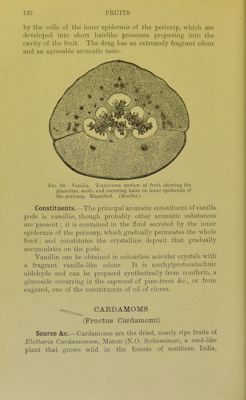 by the cells of the inner epidermis of the pericarp, which are developed into short hairlike processes projecting into the cavity of the fruit. The drug has an extremely fragrant odour and an agreeable aromatic taste. Fig. 59.- Vanilla. Transverse section of fruit, showing the placentas, seeds, and secreting hairs on inner epidermis of the pericarp. Magnified. (Moeller.) Constituents.—The principal aromatic constituent of vanilla pods is vanillin, though probably other aromatic substances are present; it is contained in the fluid secreted by the inner epidermis of the pericarp, which gradually permeates the whole fruit ; and constitutes the crystalline deposit that gradually accumulates on the pods. Vanillin can be obtained in colourless acicular crystals with a fragrant vanilla-like odour. It is methylprotocatechuic aldehyde and can be prepared synthetically from coniferin, a glucoside occurring in the sap wood of pine-trees &c, or from eugenol, one of the constituents of oil of cloves. CARDAMOMS (Fructus Cardamom!) Source &c—Cardamoms are the dried, nearly ripe fruits of Elettaria Cardamomum, Maton- (N.O. Scitaminea), a reed-like plant that grows wild in the forests of southern India,